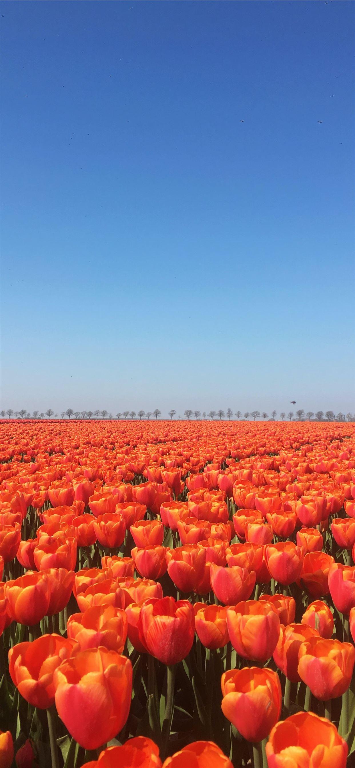 1242x2688 orange flowers iPhone 11 Wallpaper Free Download