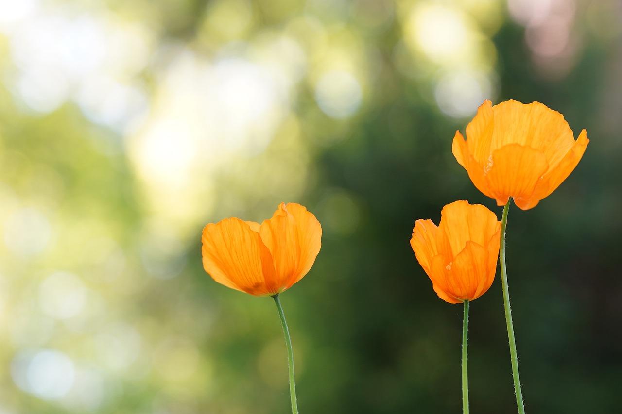 Orange Poppies Wallpapers - Top Free Orange Poppies Backgrounds