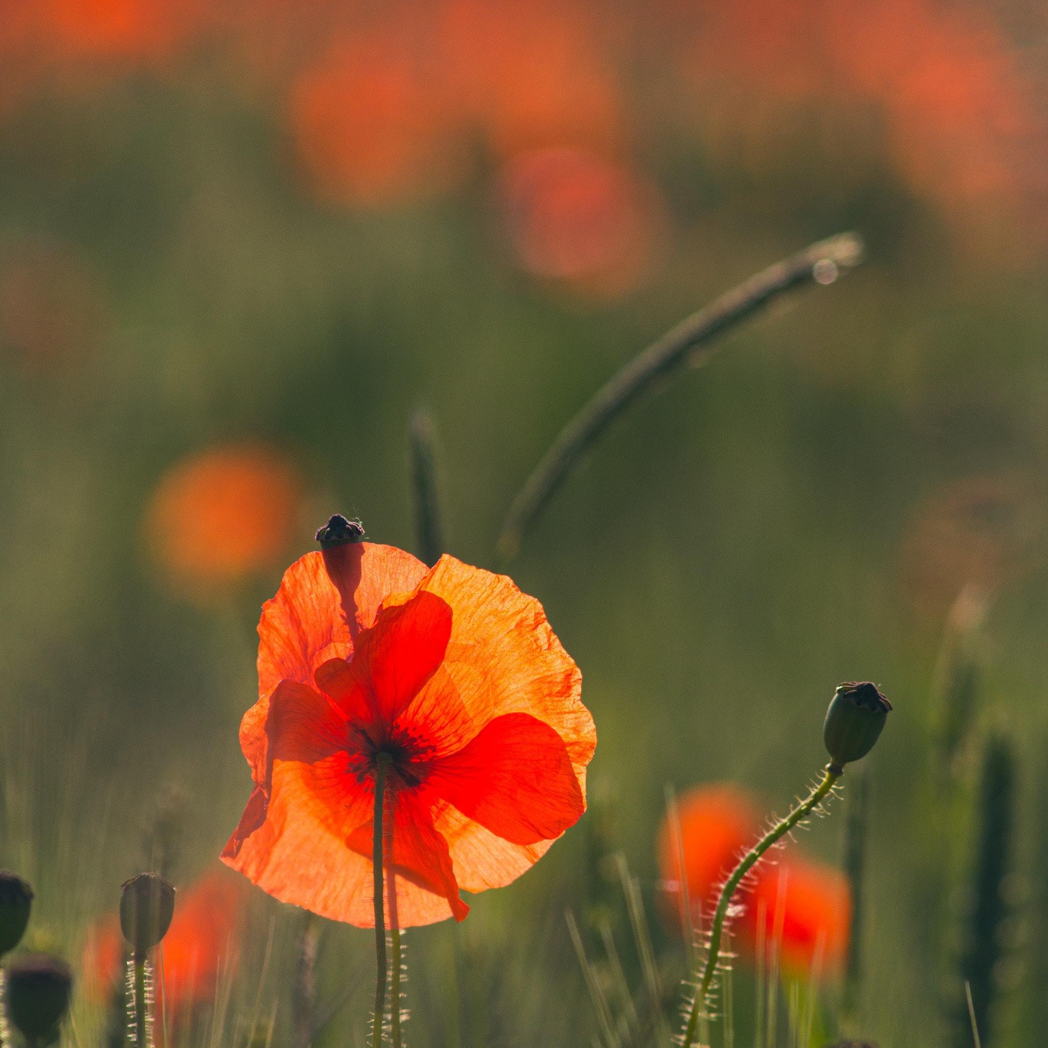 Orange Poppies Wallpapers - Top Free Orange Poppies Backgrounds