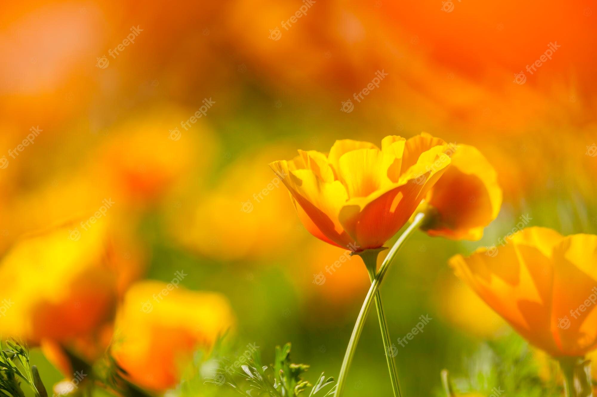 Orange Poppies Wallpapers - Top Free Orange Poppies Backgrounds