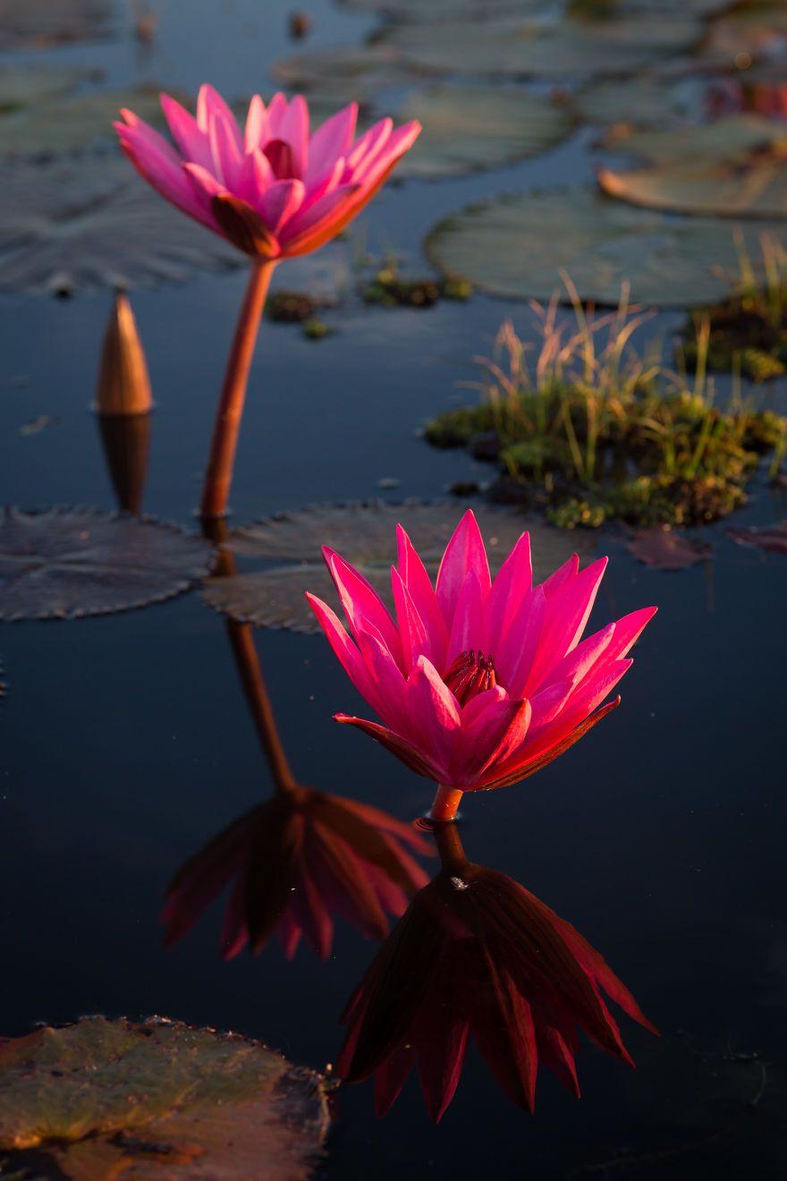 Red Lotus Flower Wallpapers - Top Free Red Lotus Flower Backgrounds