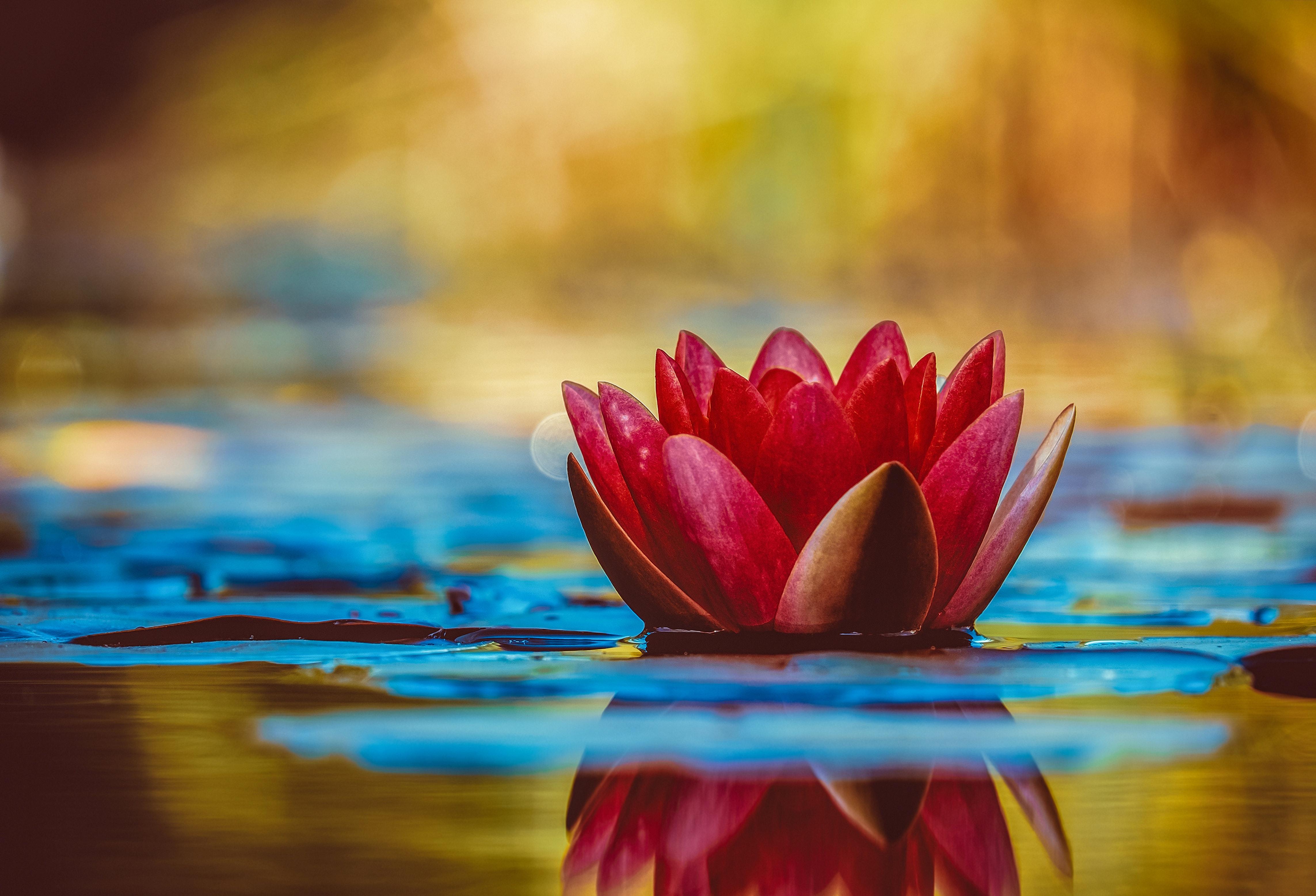 4573x3114 Best Lotus Photo · 100% Free Downloads