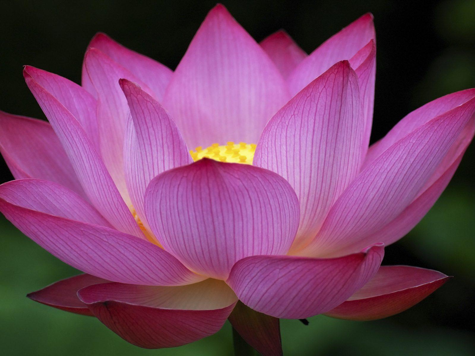 Red Lotus Flower Wallpapers - Top Free Red Lotus Flower Backgrounds ...