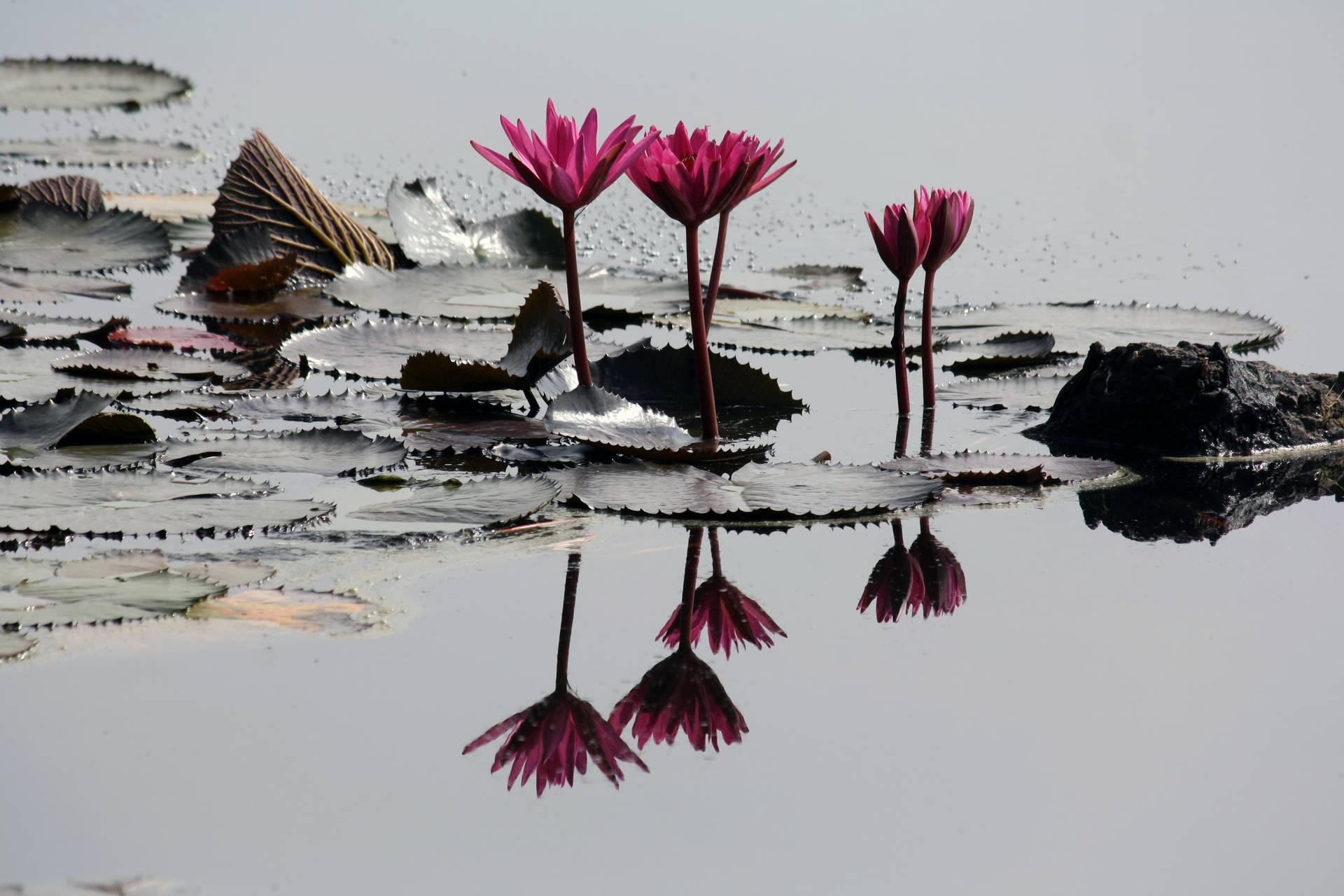 1920x1280 Free Lotus Flower Wallpaper Downloads, Lotus Flower Wallpaper for FREE