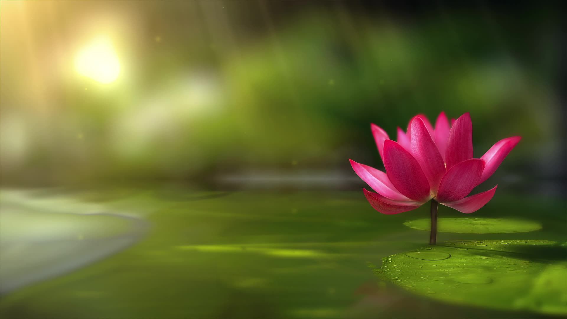 Neon Lotus Flower Wallpapers Top Free Neon Lotus Flower Backgrounds