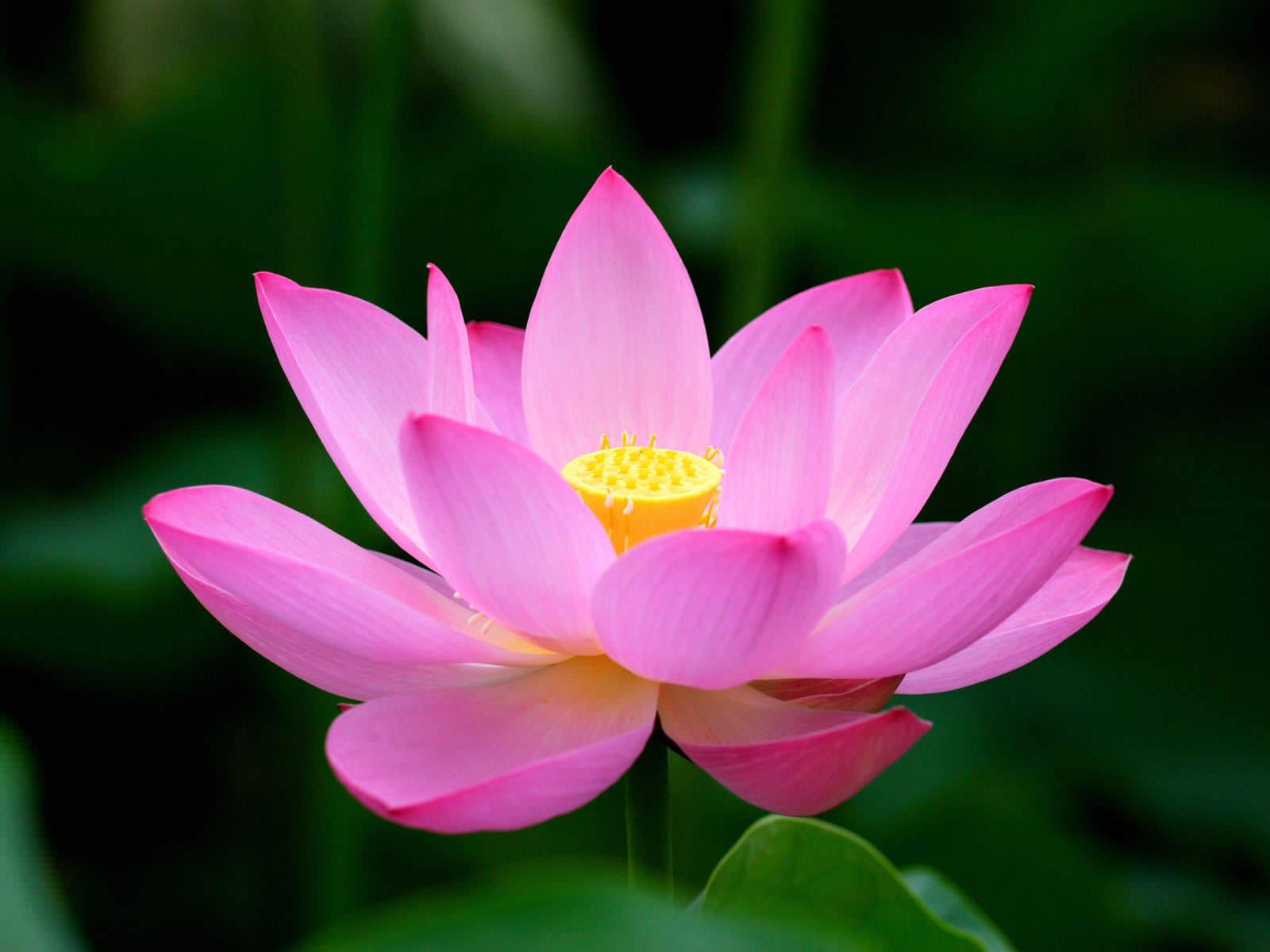 1600x1200 Lotus Flower Wallpaper