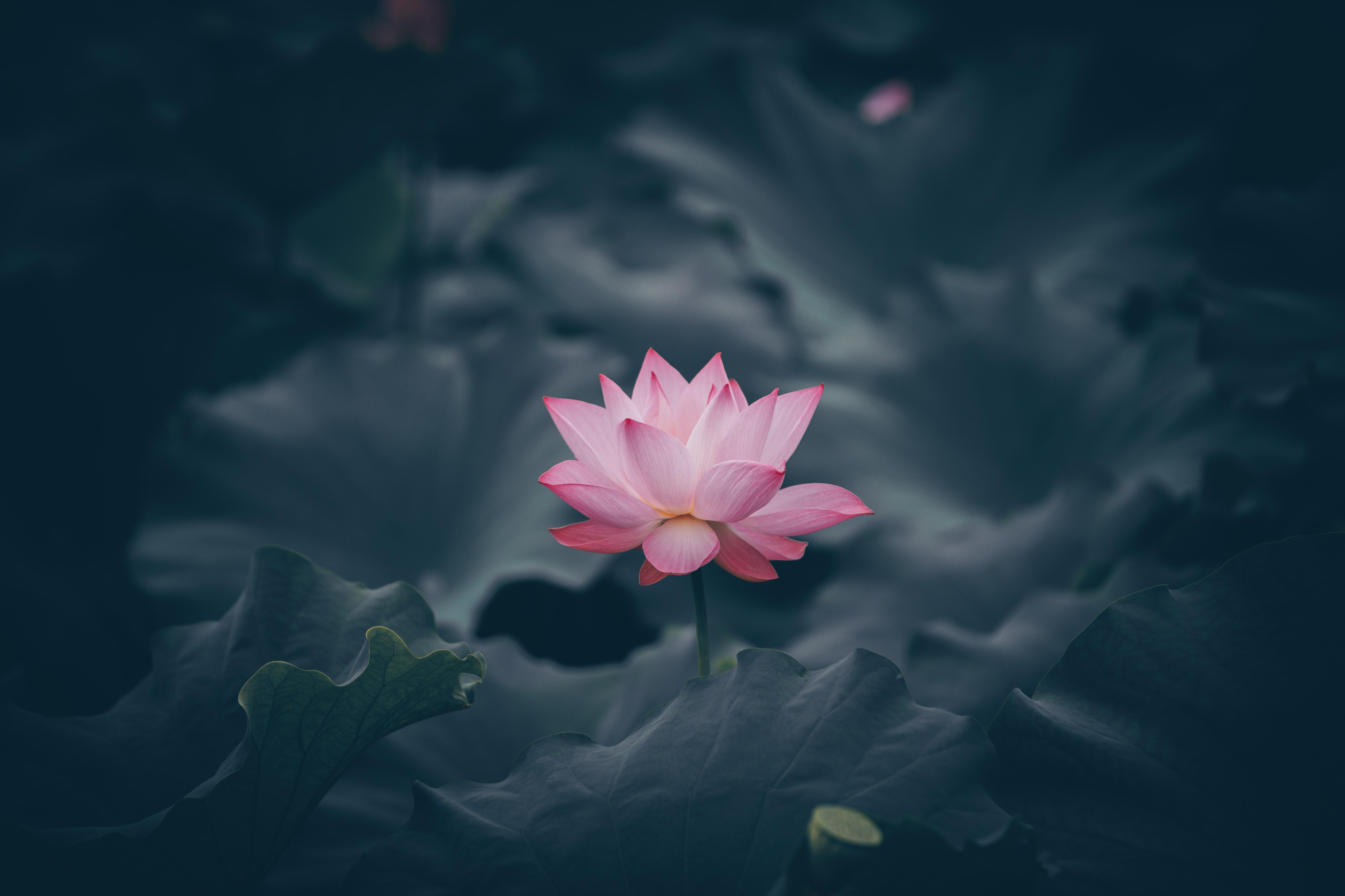 6720x4480 Download Lotus wallpaper for mobile phone, free Lotus HD picture