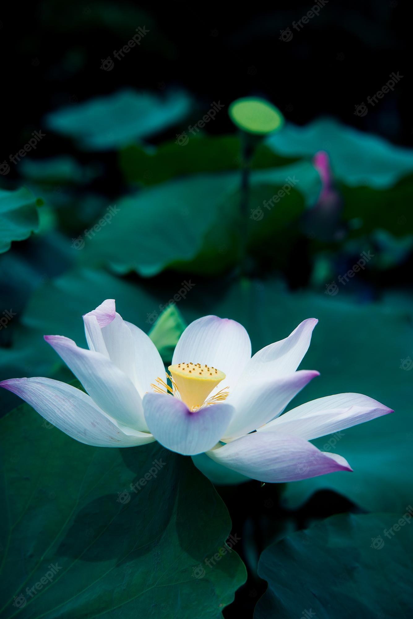 Red Lotus Flower Wallpapers - Top Free Red Lotus Flower Backgrounds ...