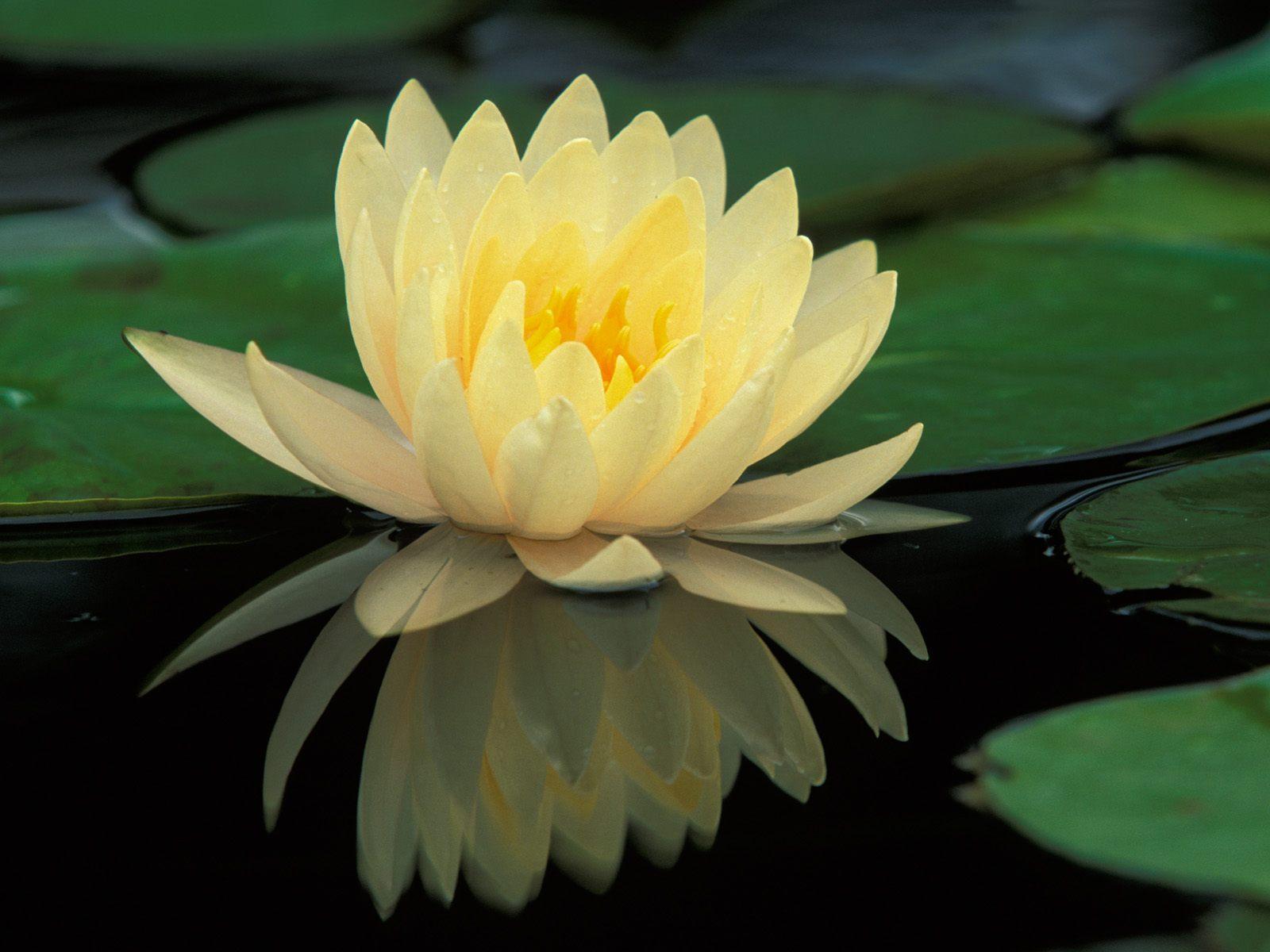 1600x1200 water lily desktop
