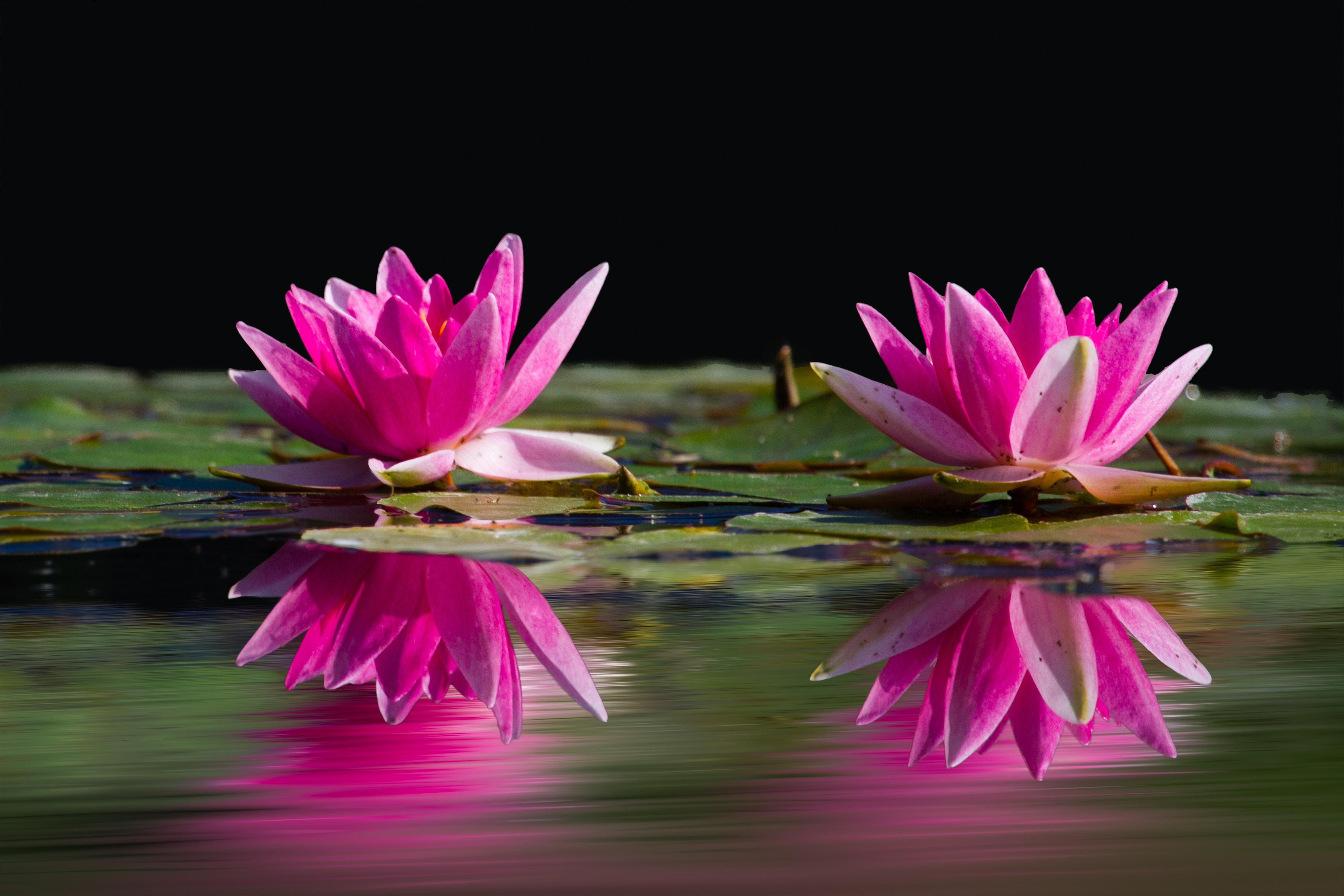 4500x3000 Lotus Flower Photo, Download The BEST Free Lotus Flower & HD Image