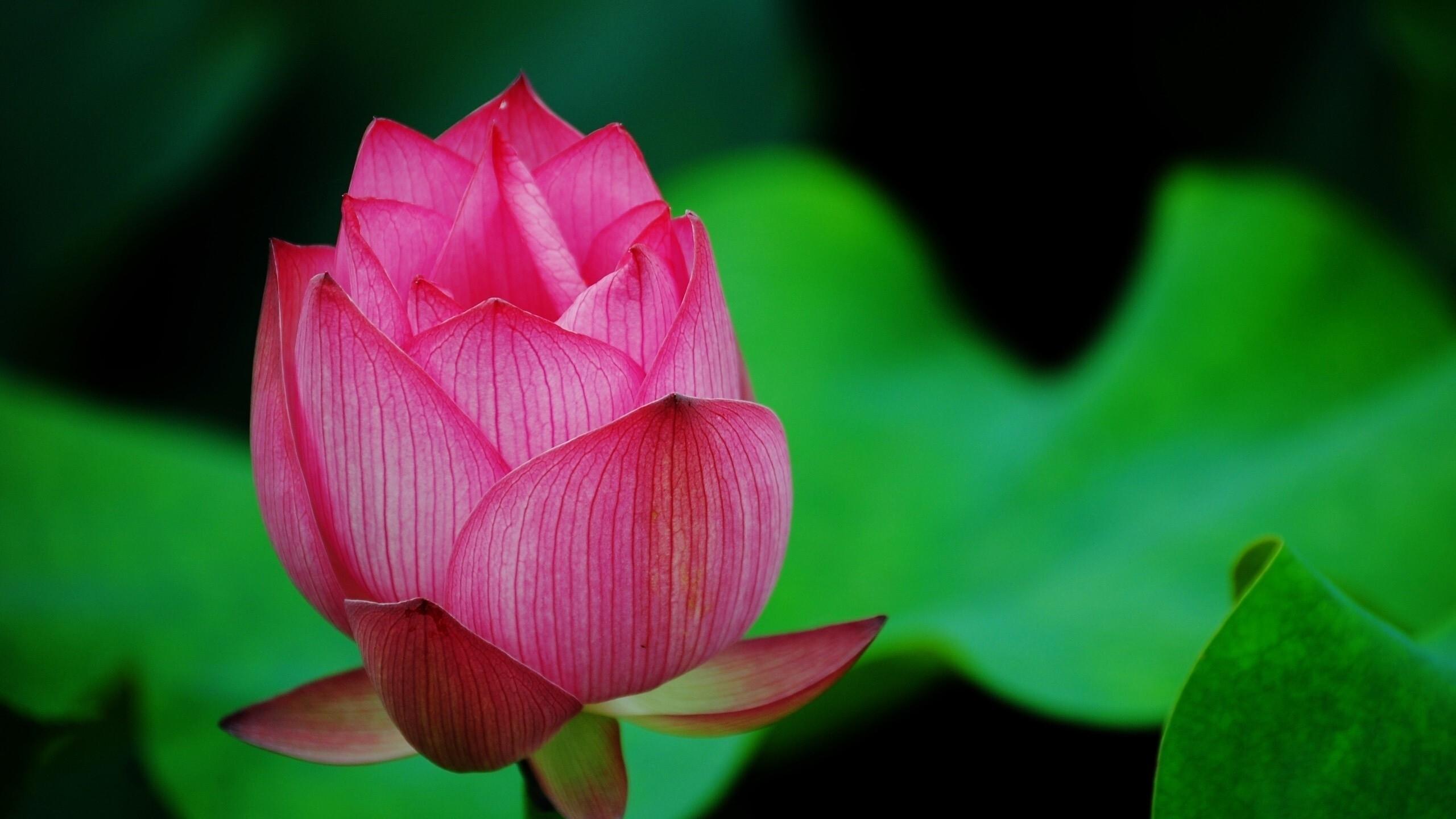 2560x1440 Lotus Flower Pink 1440P Resolution HD 4k Wallpaper, Image, Background, Photo and Picture