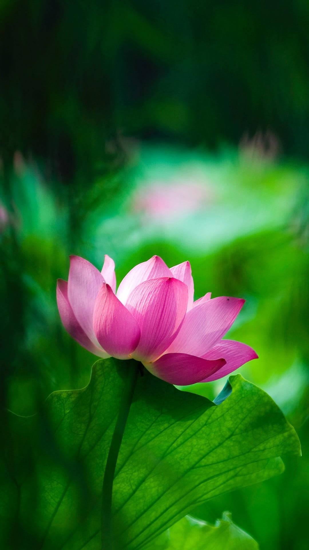 1080x1920 Download Pink Lotus Flower Mobile Wallpaper