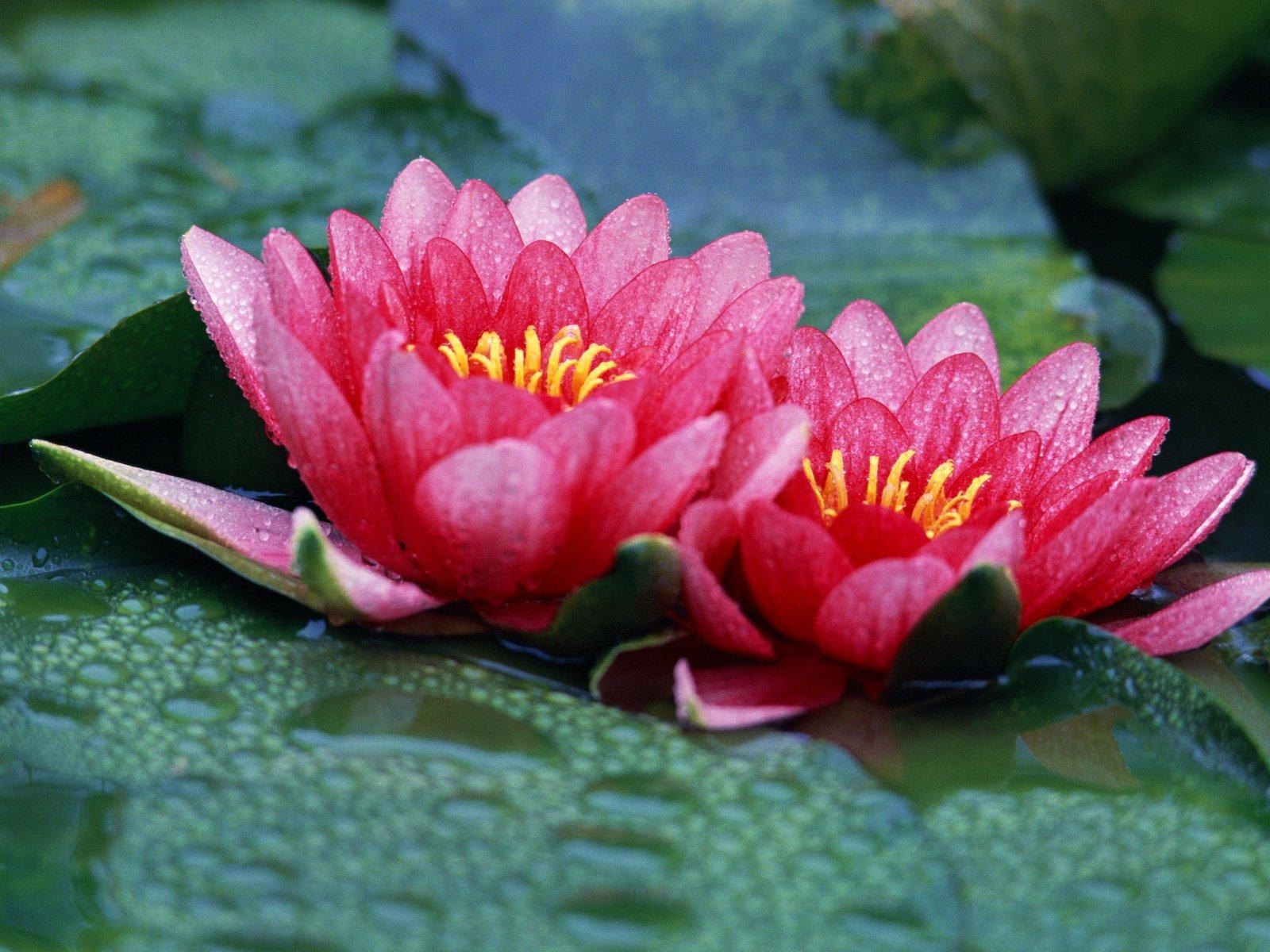 1600x1200 red lotus dual video wallpaper