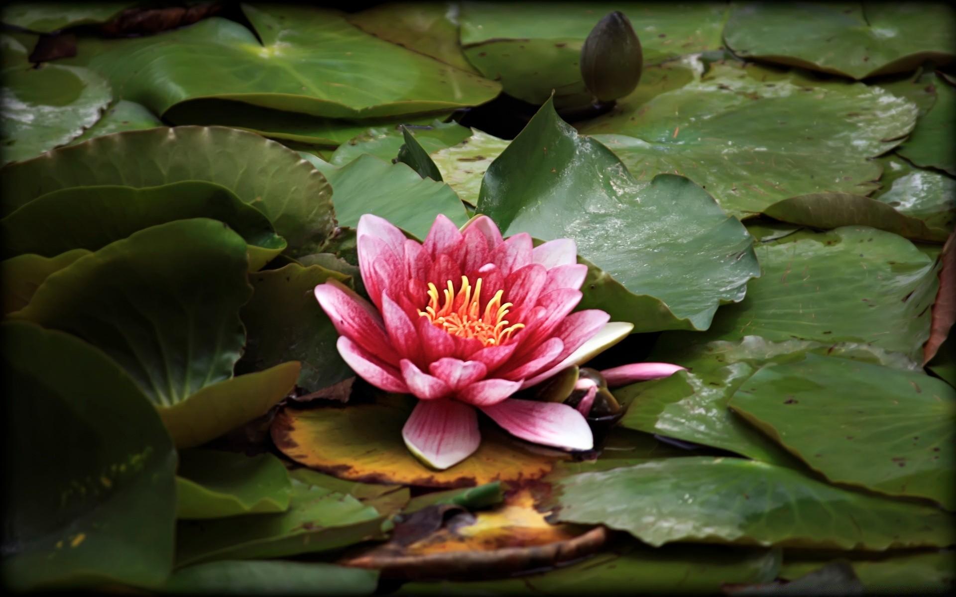 1920x1200 Red lotus relaxing on the pond wallpaper