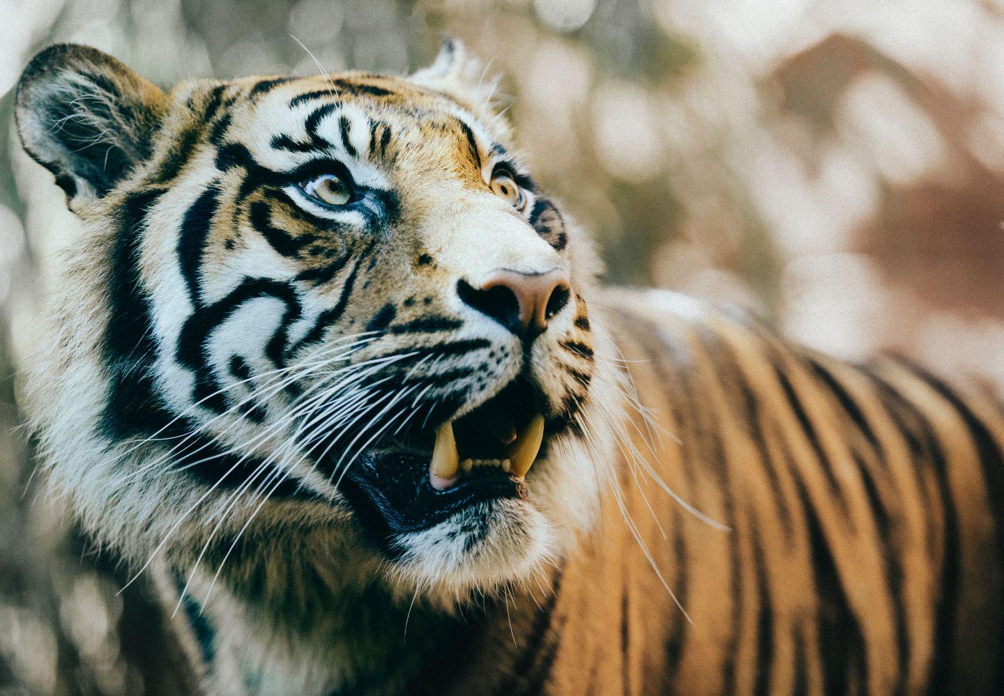 1440x999 Tiger hearts: How you win a flag with groupwork