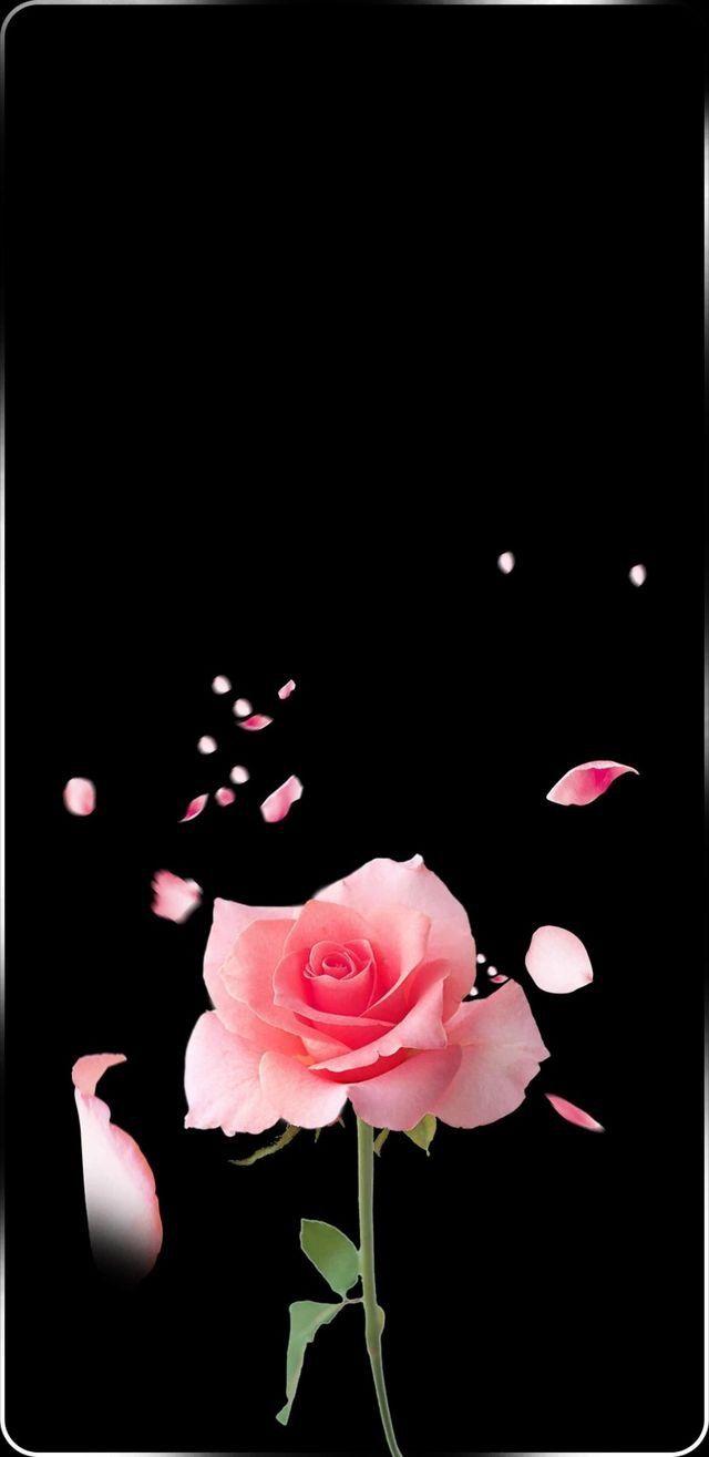 640x1315 Girly Apple Wallpaper