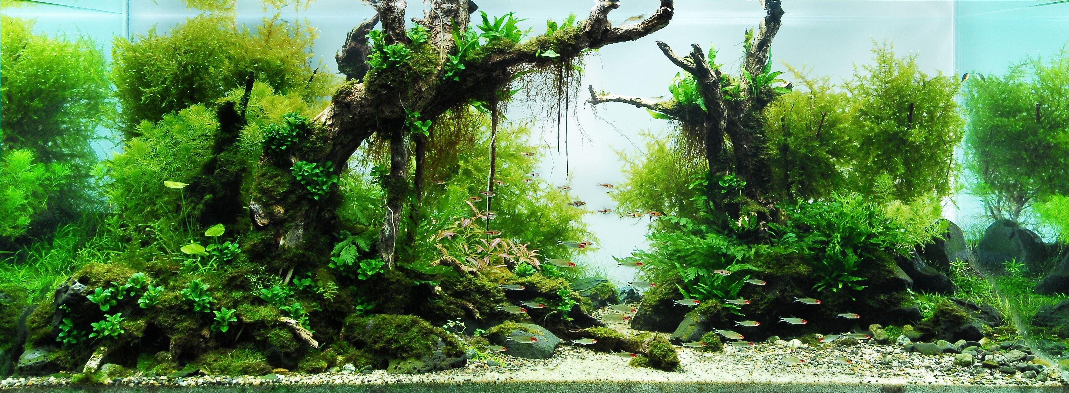 3493x1286 HD wallpaper: aquarium 3493x1286 Nature