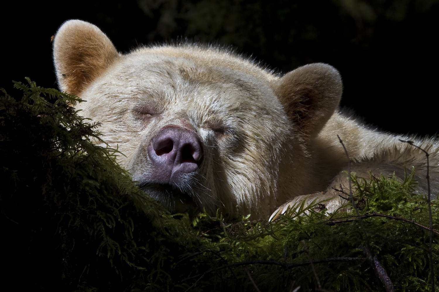 1500x1000 Spirit Bears of the Great Bear Rainforest