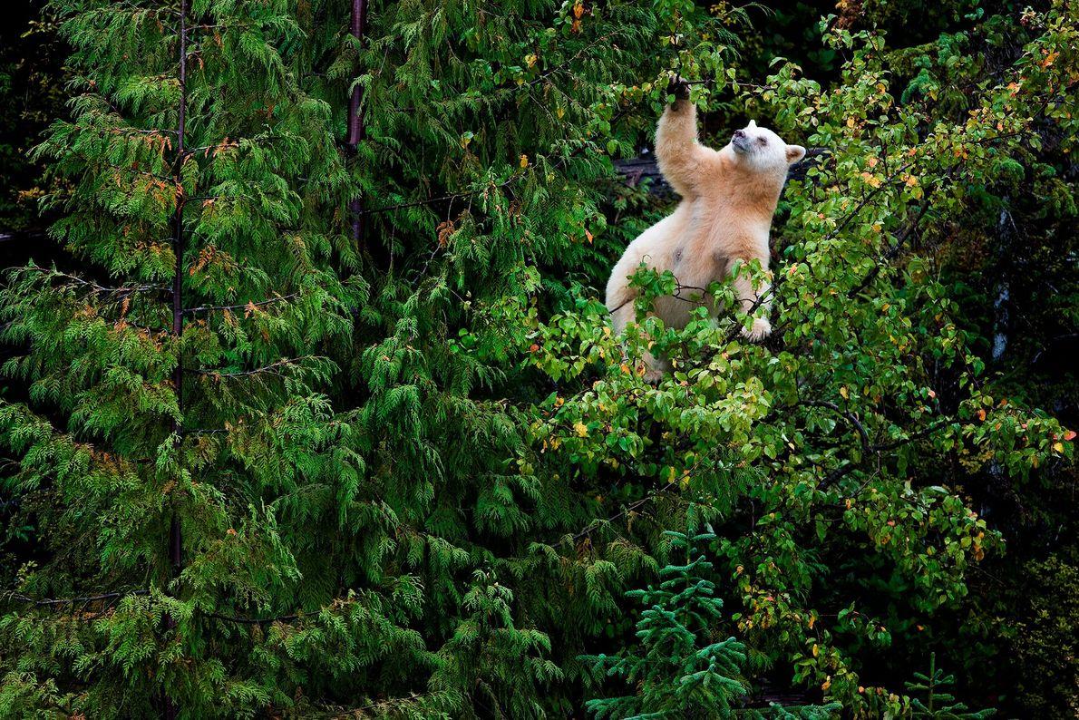 1190x794 Photos of Spirit Bears