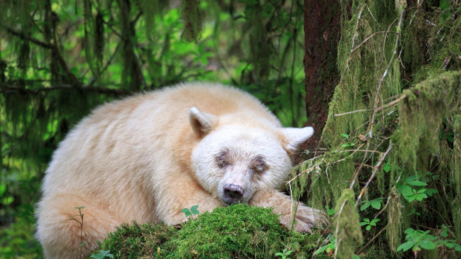 1920x1080 Spirit Bear Sleeps