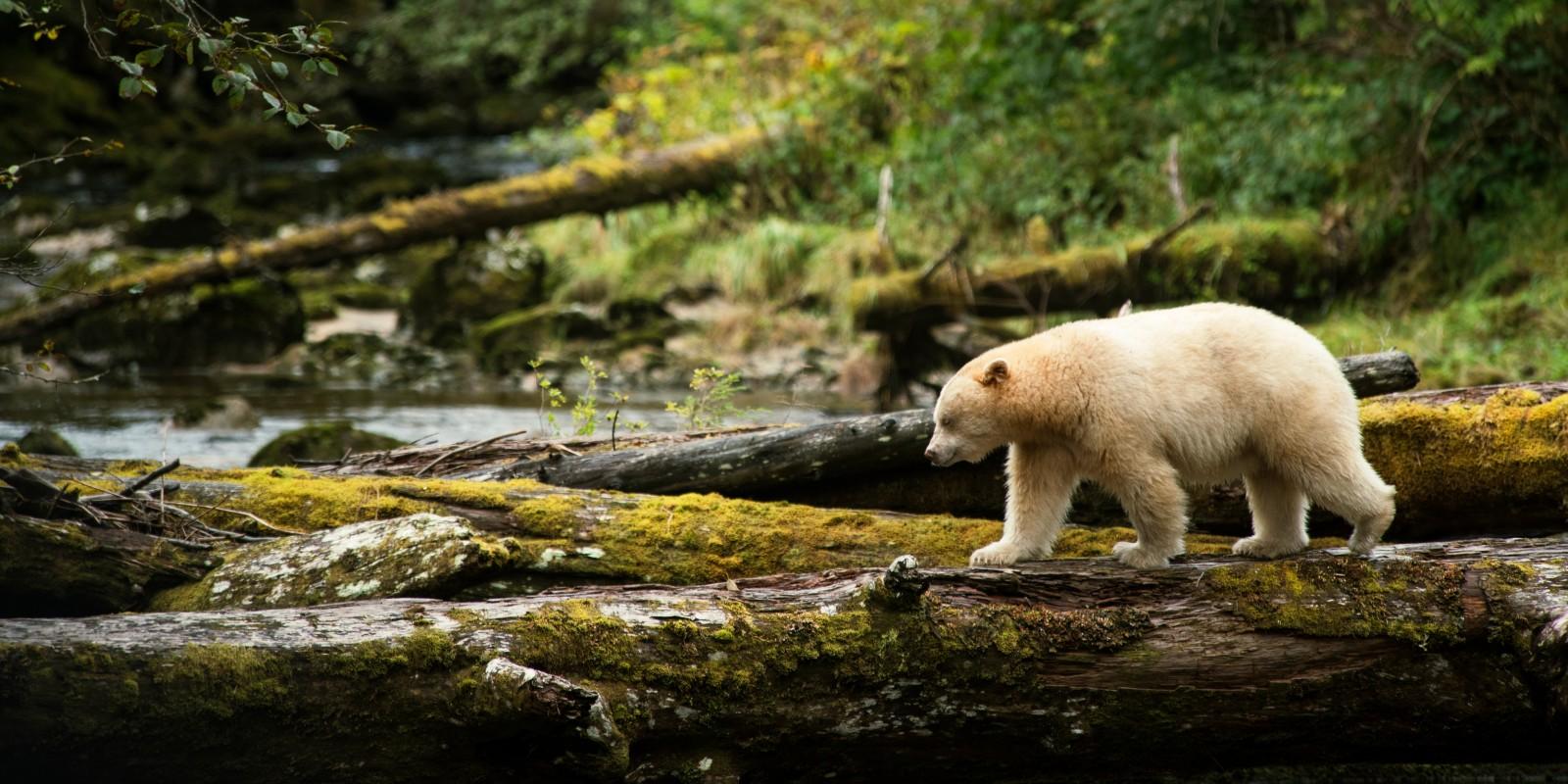 1600x800 See Canadian Animals on the West's Best Wildlife Safari