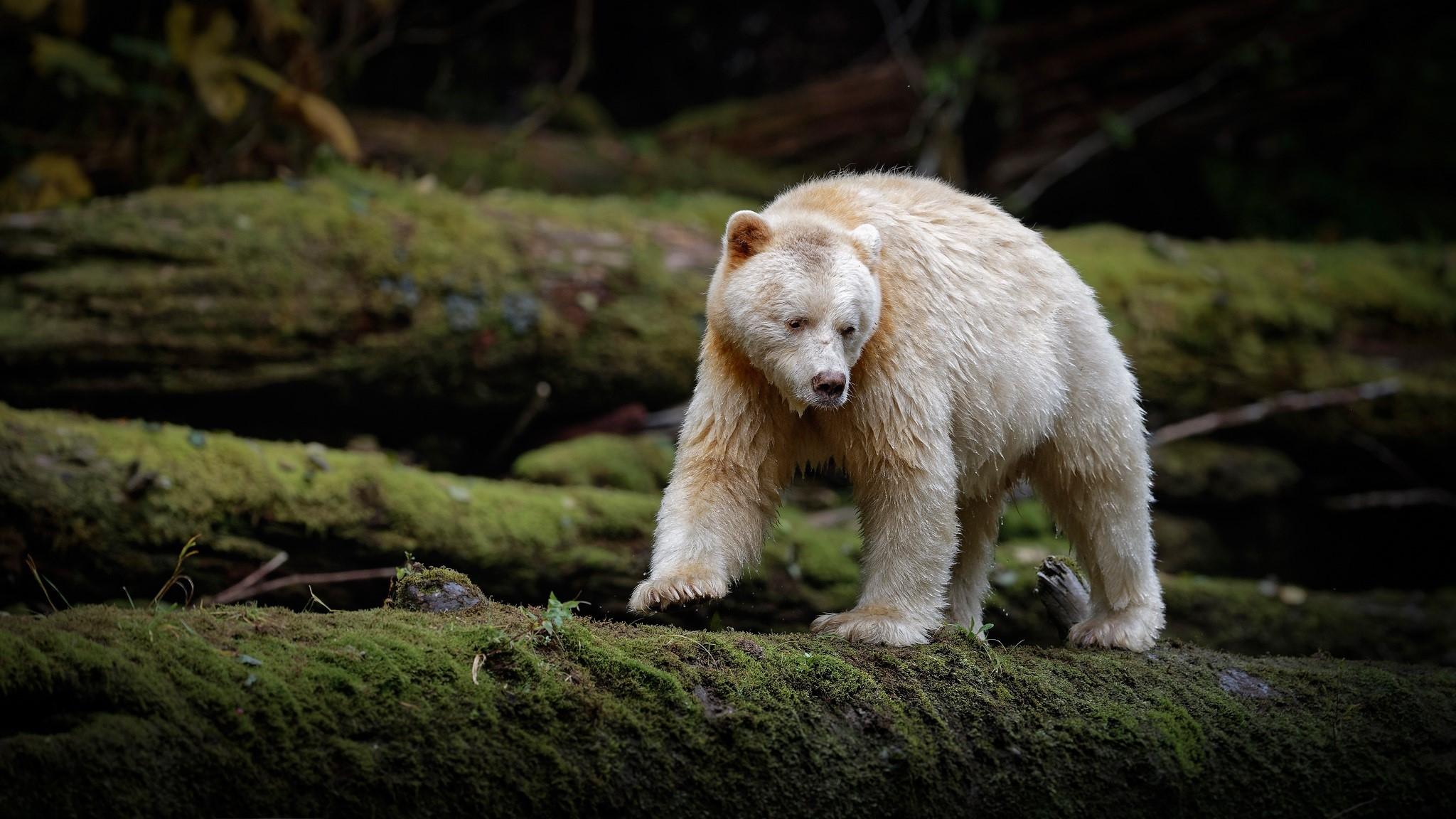 2048x1152 moss, bears, animals, mammals, nature Gallery HD Wallpaper