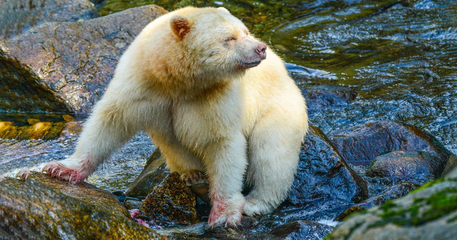 1600x840 Photographer Captures 'Spirit' Black Bear with Rare White Coat