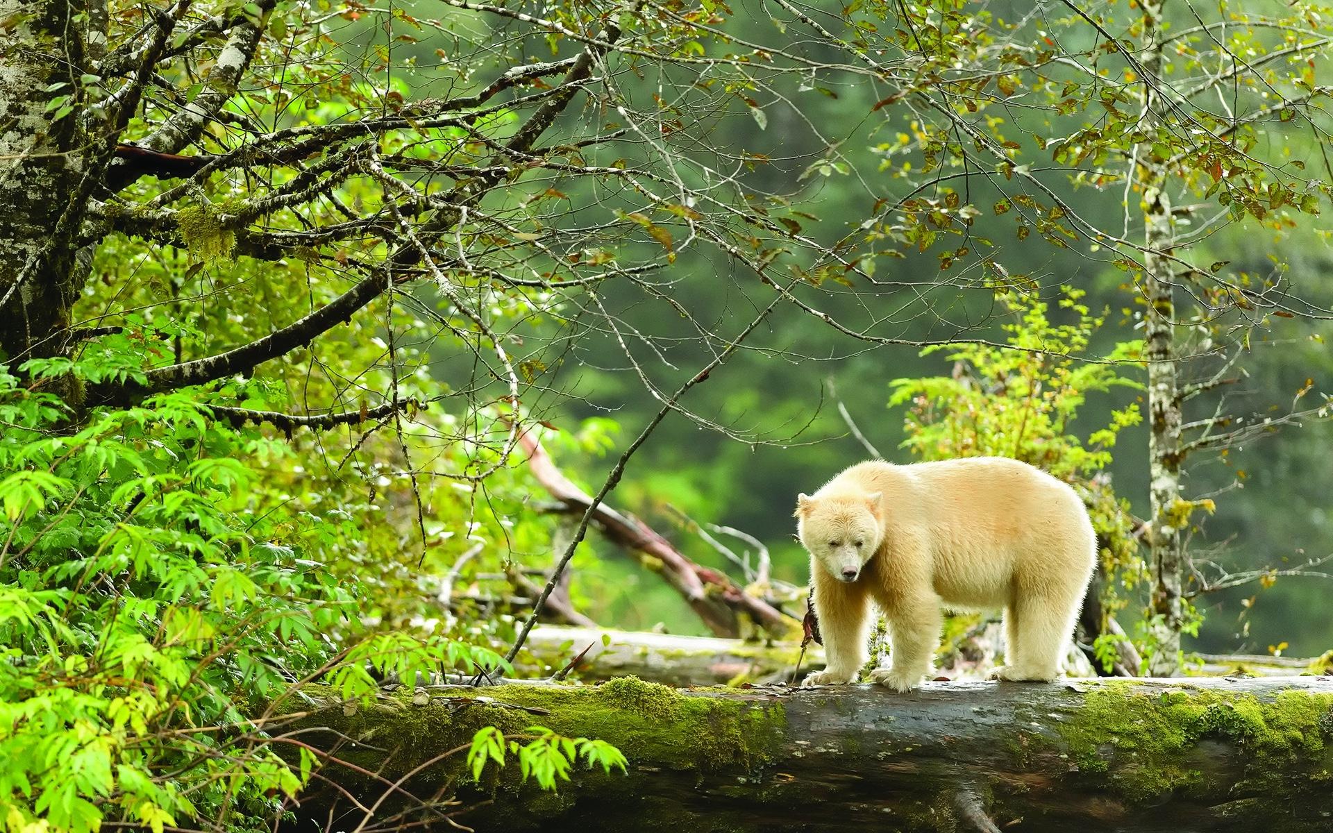 1920x1200 Great Bear Rainforest Cruise: Spirit Bear