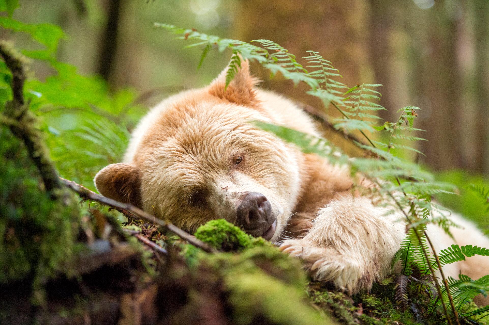 1923x1280 Spirit Bears