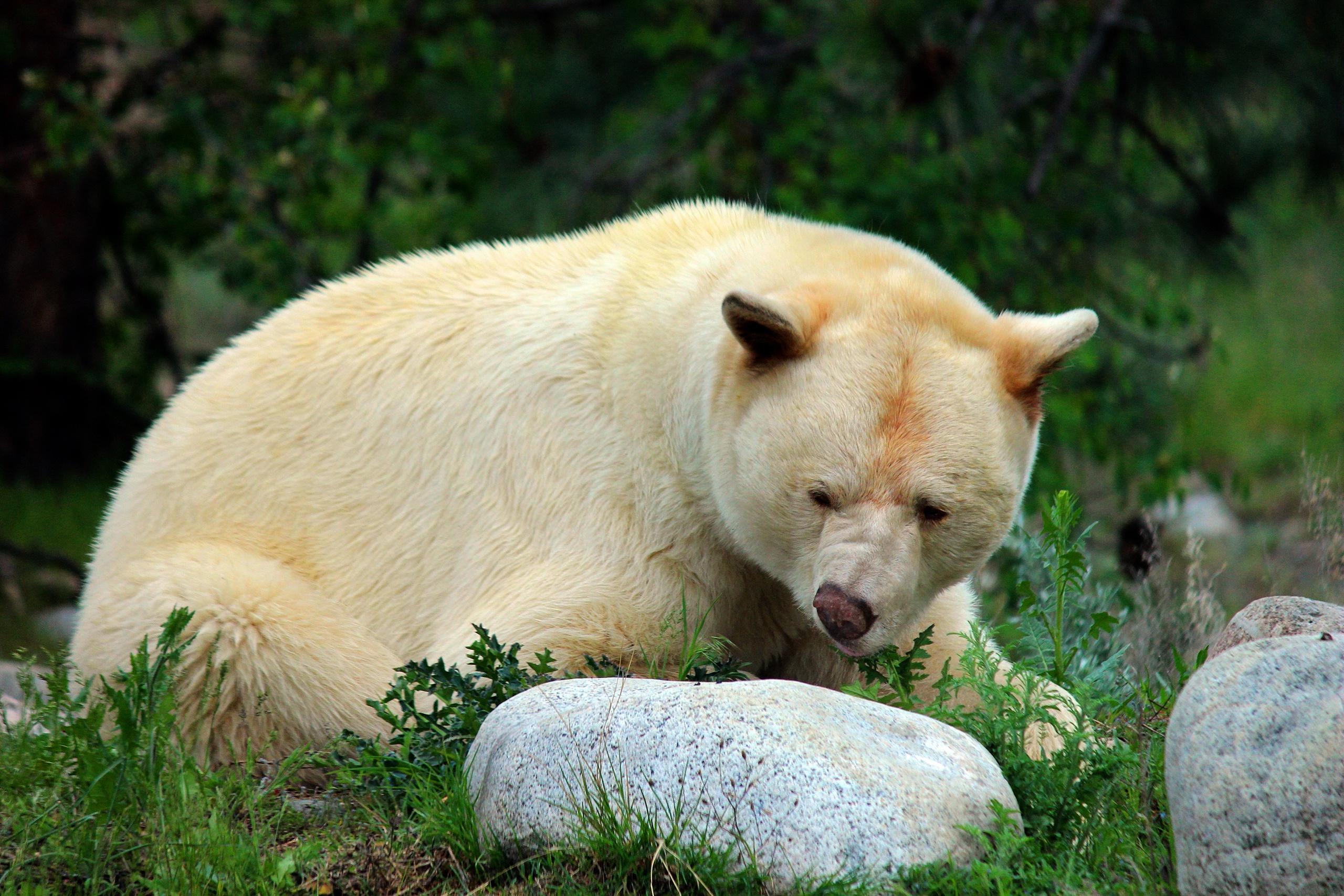 2560x1707 Kermode Bear HD Wallpaper
