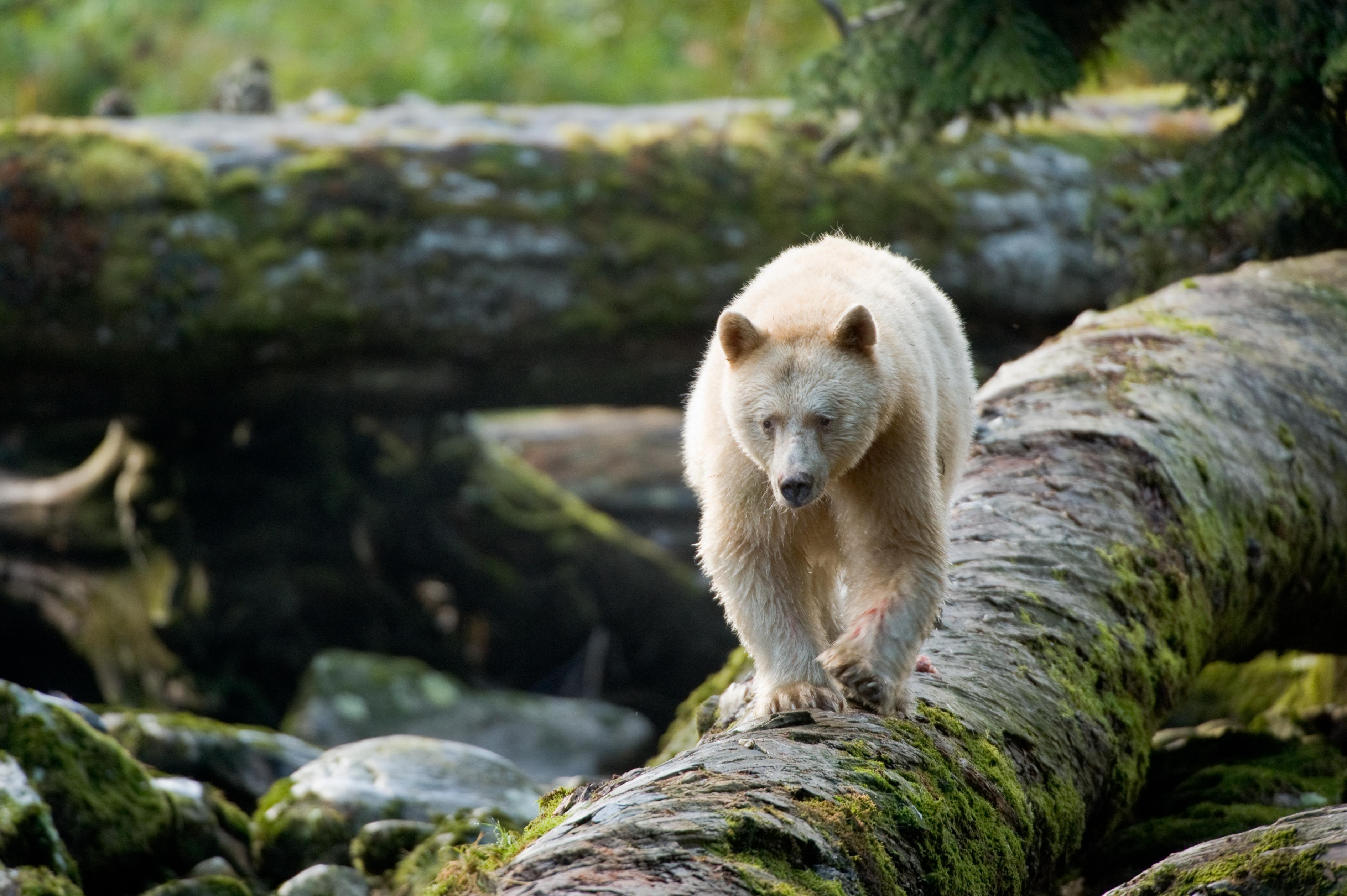 3782x2517 Great Bear Rainforest Museum Center
