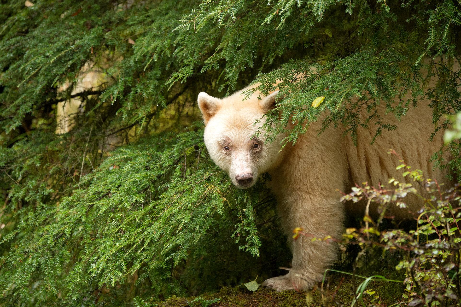 1923x1280 Spirit Bears
