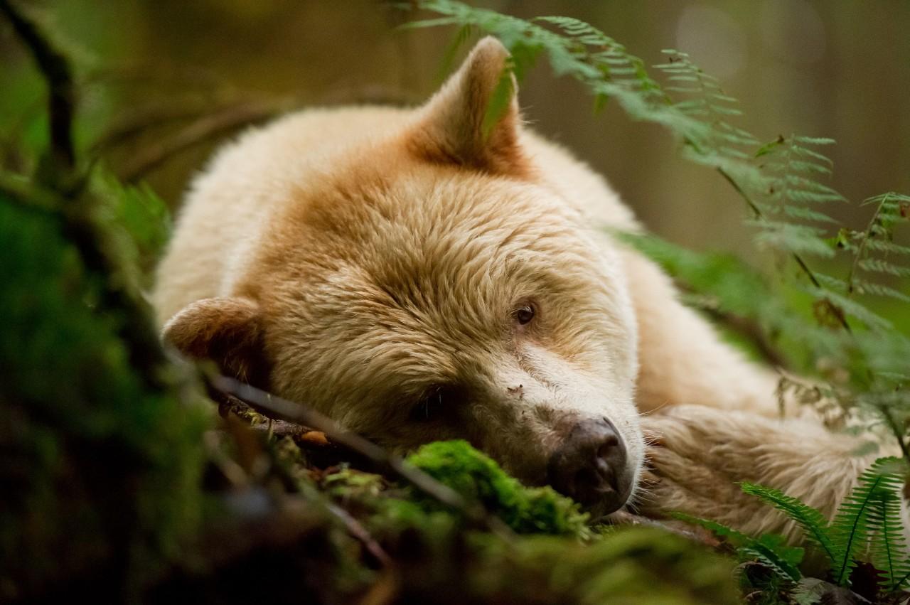 1280x851 B.C.'s rare spirit bear: researchers investigate 'chemical signatures' on fur