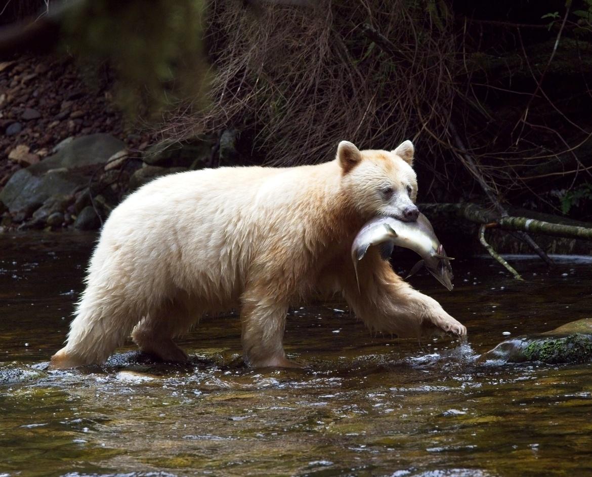 1170x942 Canada / Spirit Bear