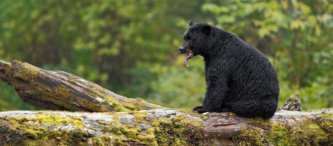 1366x601 Canada Spirit Bear Tour. Great Bear Rainforest
