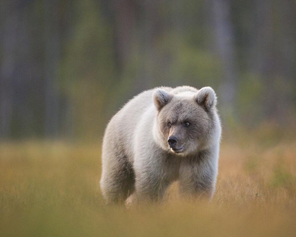 1000x800 The 'Spirit Bears' of Europe