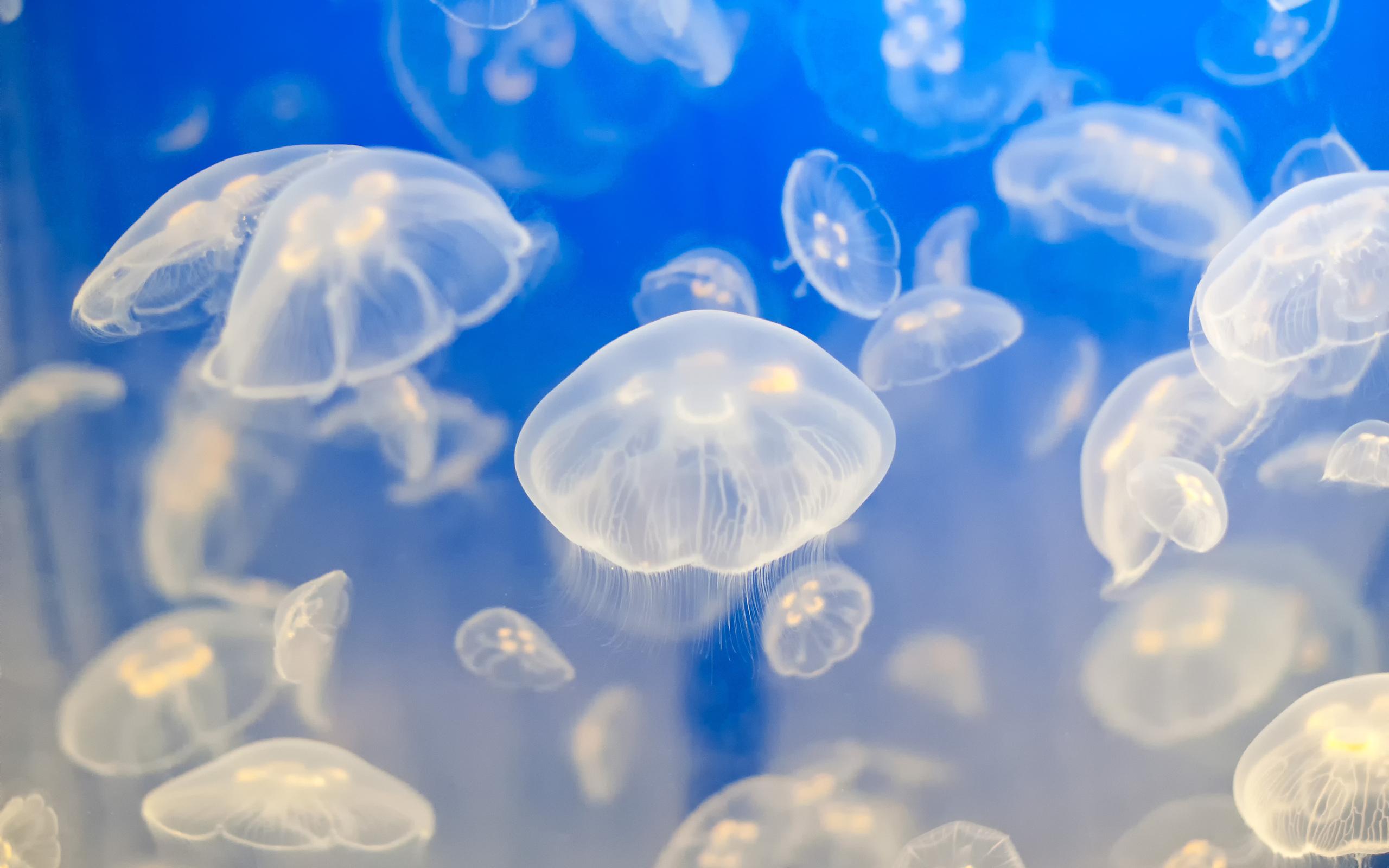 2560x1600 Jellyfish HD Wallpaper and Background