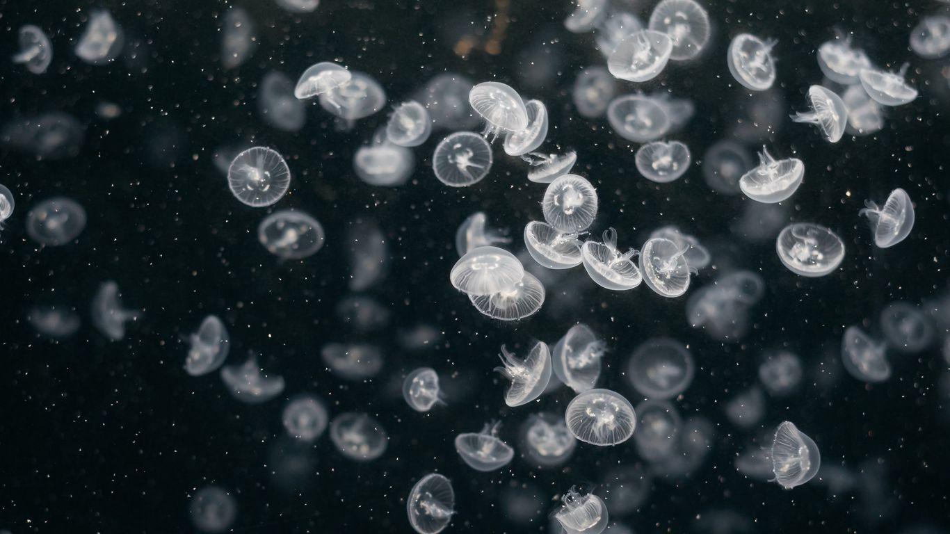 1366x768 Download wallpaper 1366x768 jellyfish, underwater world, swim, ocean, aquarium tablet, laptop HD background