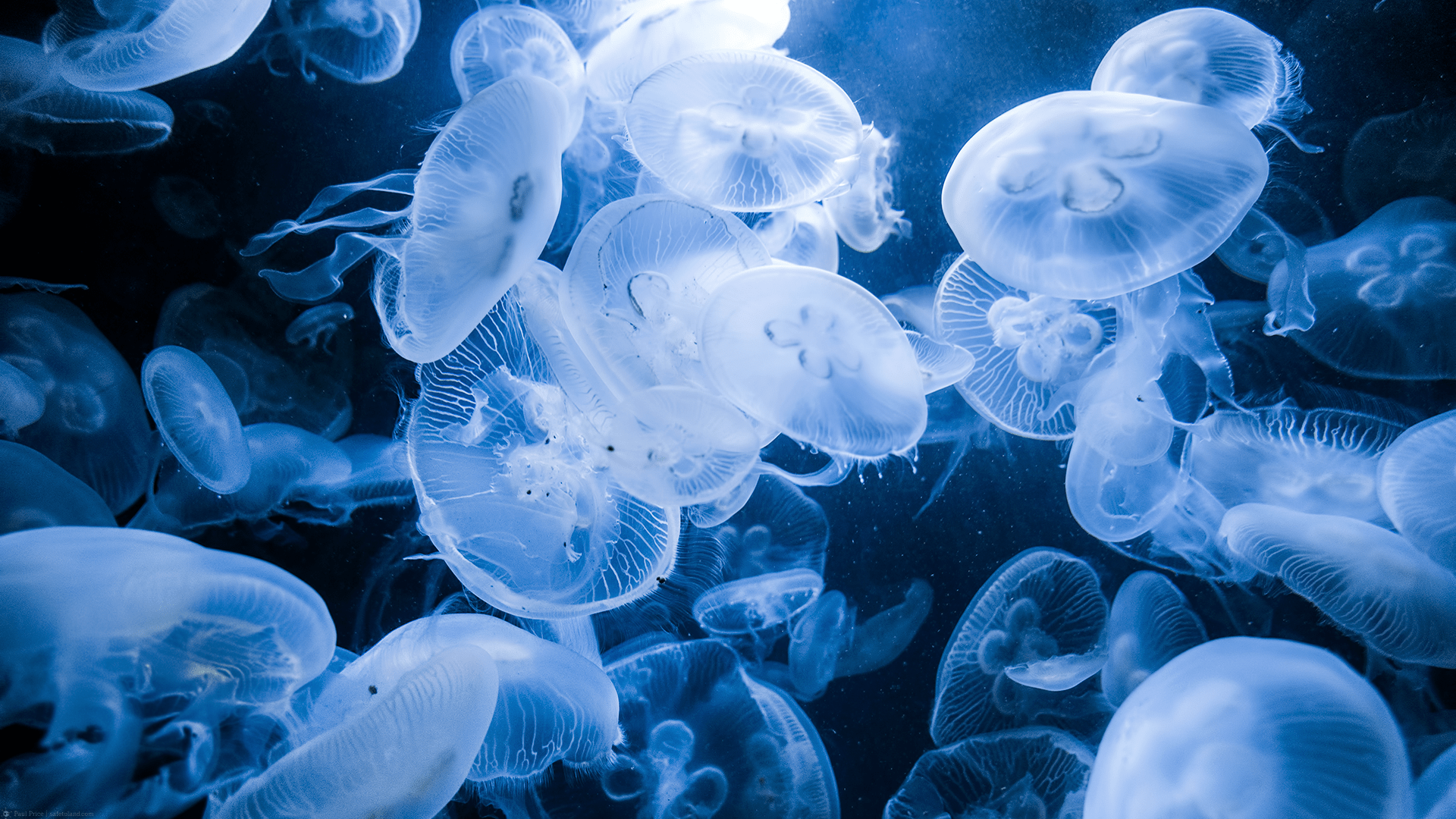 1920x1080 animals, jellyfish, nature Gallery HD Wallpaper