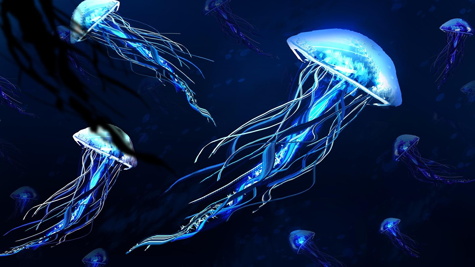 Jellyfish Laptop Wallpapers - Top Free Jellyfish Laptop Backgrounds ...