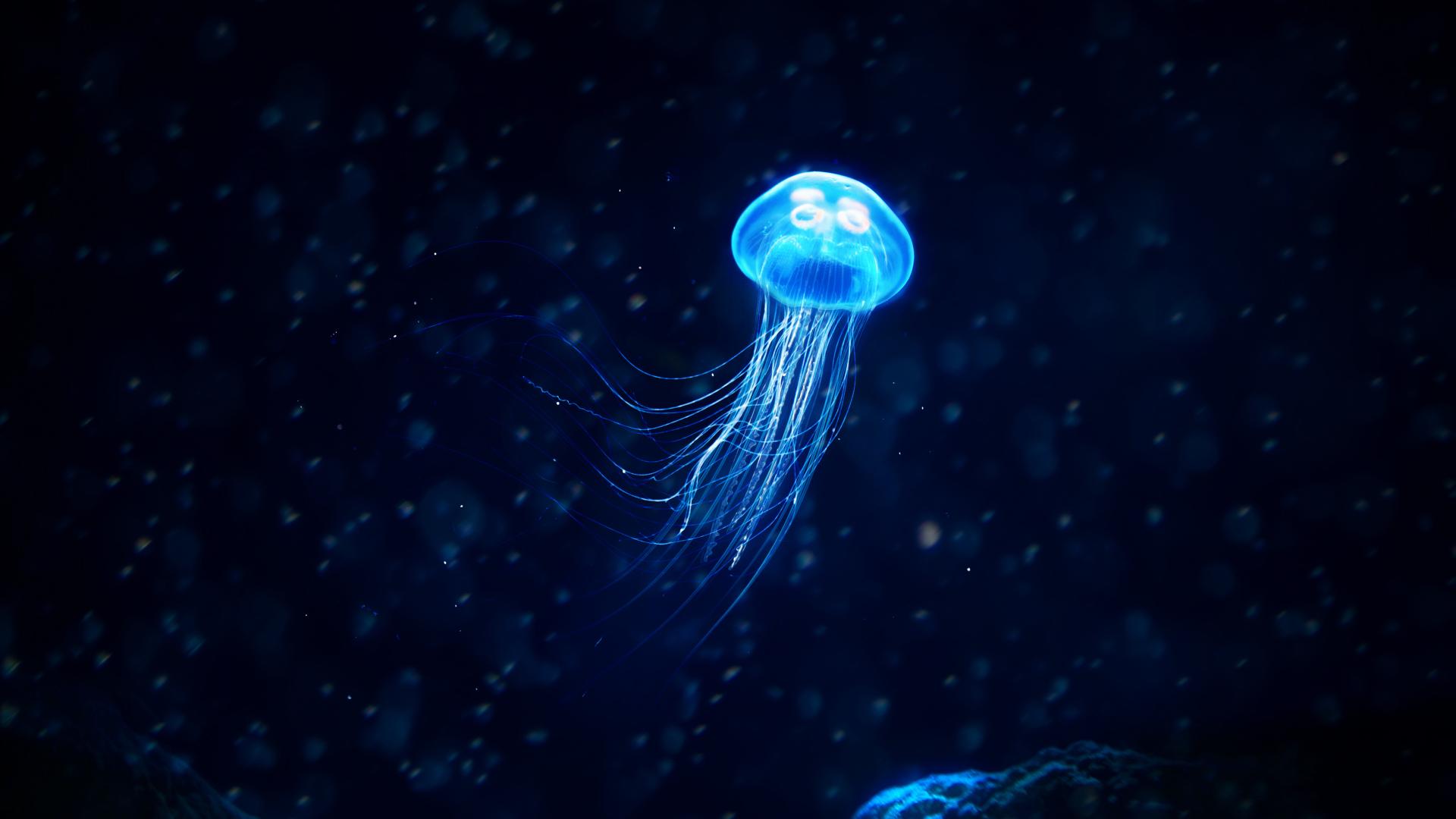 1920x1080 Jellyfish 4k 1080P Laptop Full HD Wallpaper, HD Animals 4K Wallpaper, Image, Photo and Background