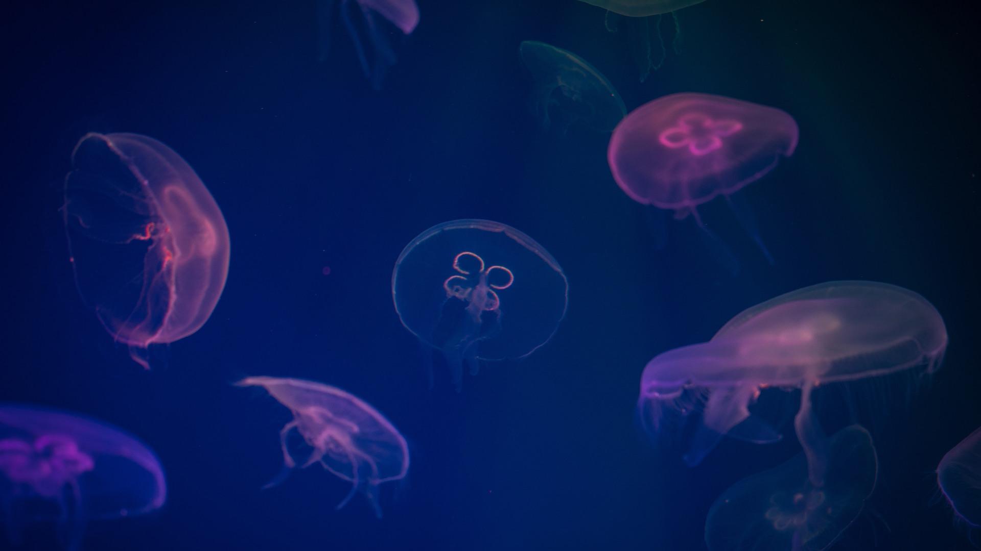 1920x1080 Jellyfish Digital Art Laptop Full HD 1080P HD 4k Wallpaper, Image, Background, Photo and Picture