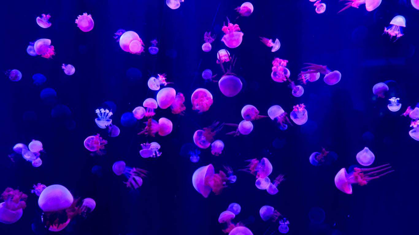 1366x768 Download wallpaper 1366x768 fish, jellyfish, small and pink, tablet, laptop, 1366x768 HD background, 22136