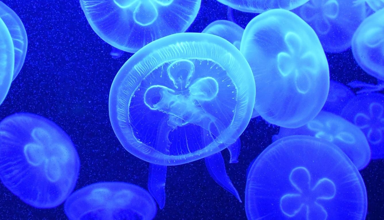 1336x768 jellyfish, underwater, swim HD Laptop Wallpaper, HD Nature 4K Wallpaper, Image, Photo and Background