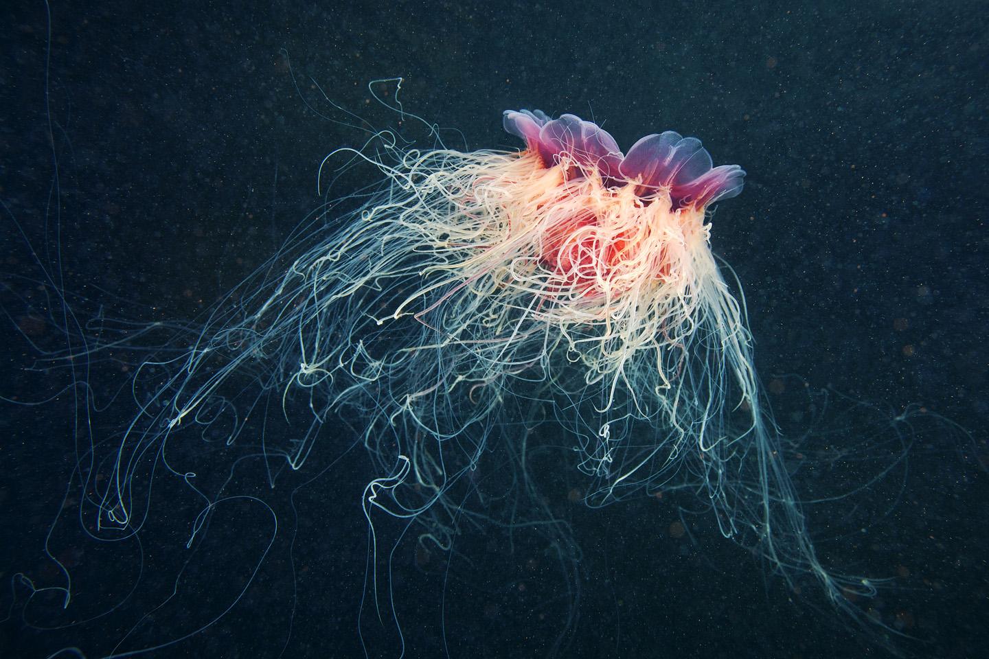 1440x960 Jellyfish in Space!'s BION Blog