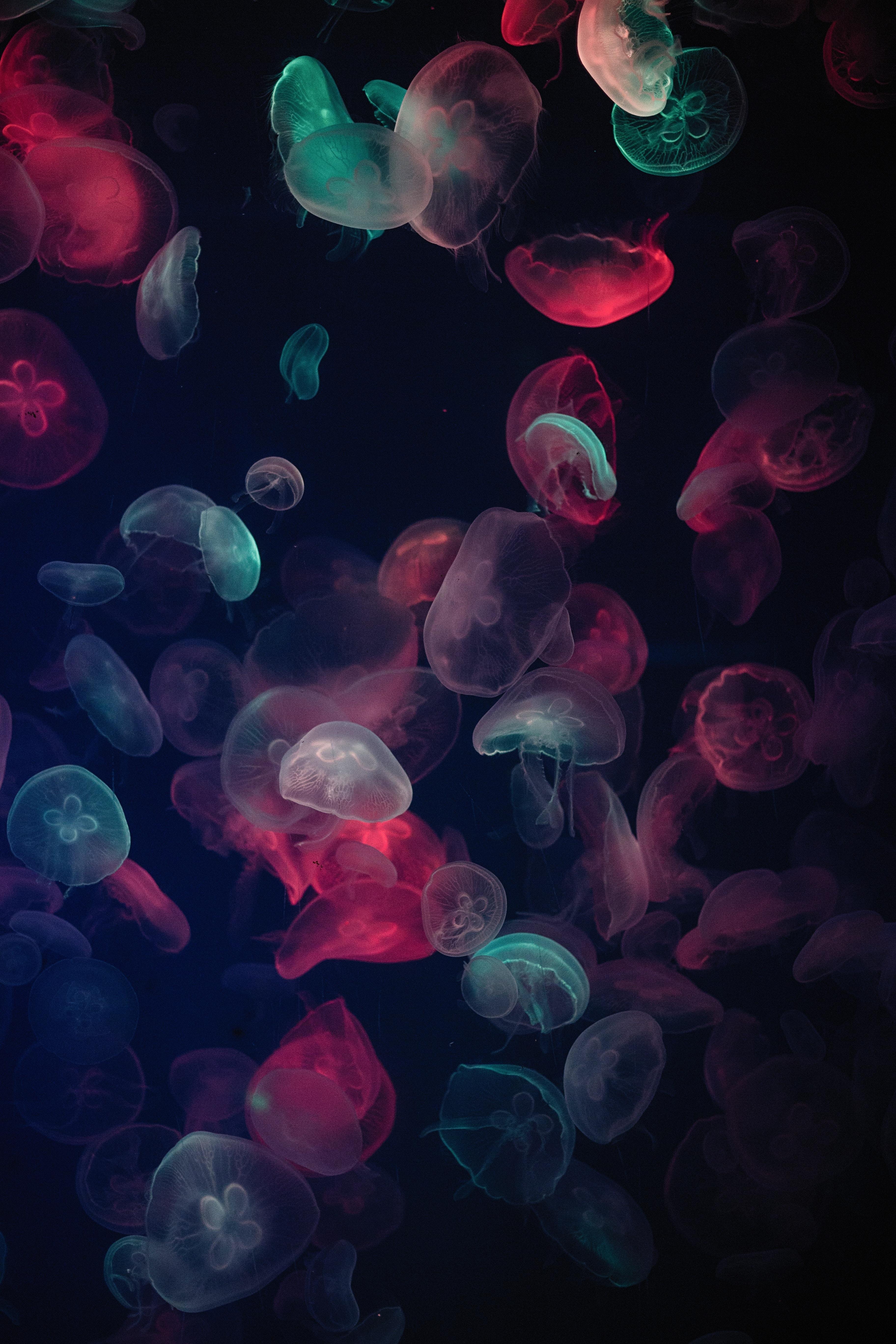 3648x5472 Download Jellyfish wallpaper for mobile phone, free Jellyfish HD picture