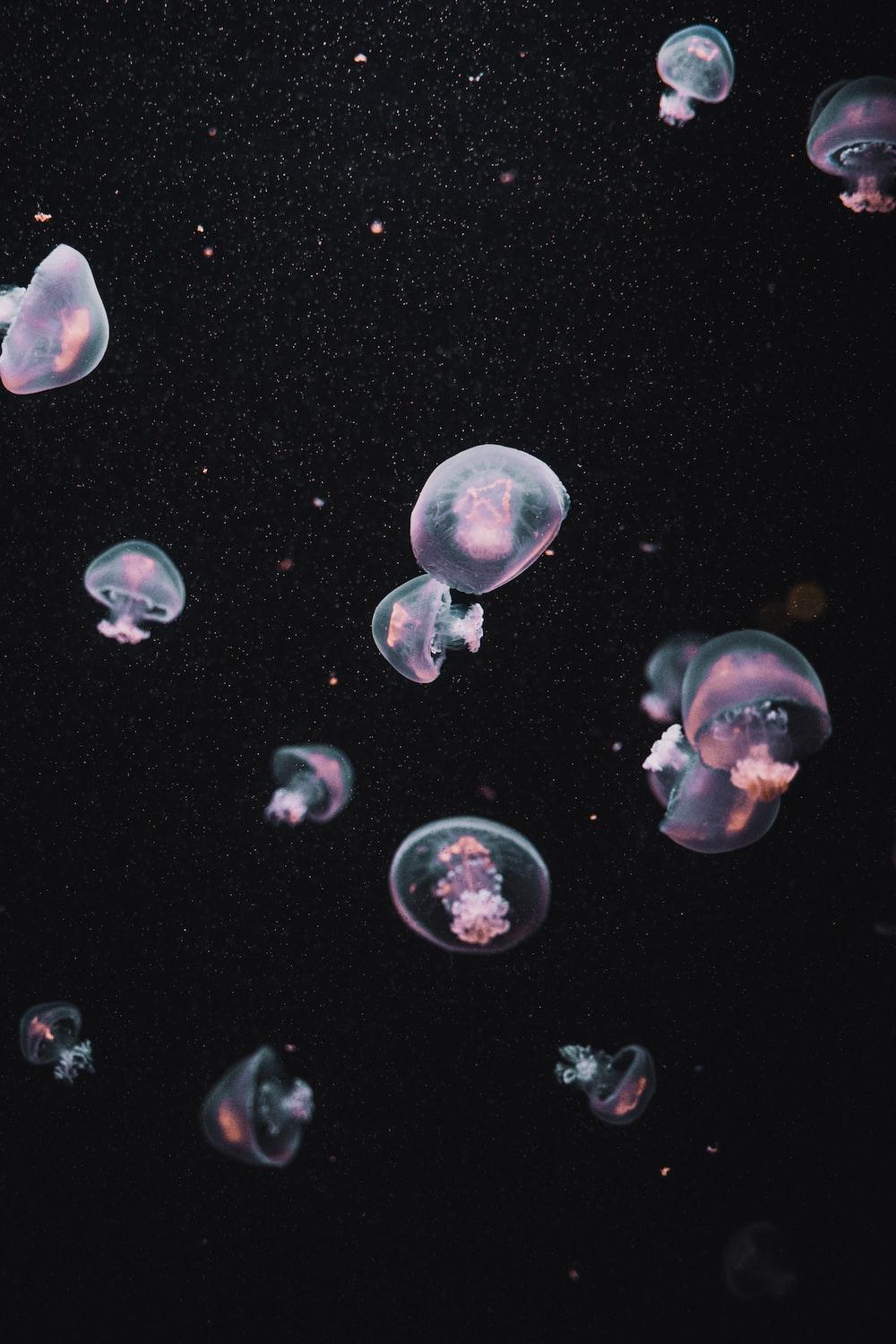 1000x1499 Jellyfish Background Picture. Download Free Image