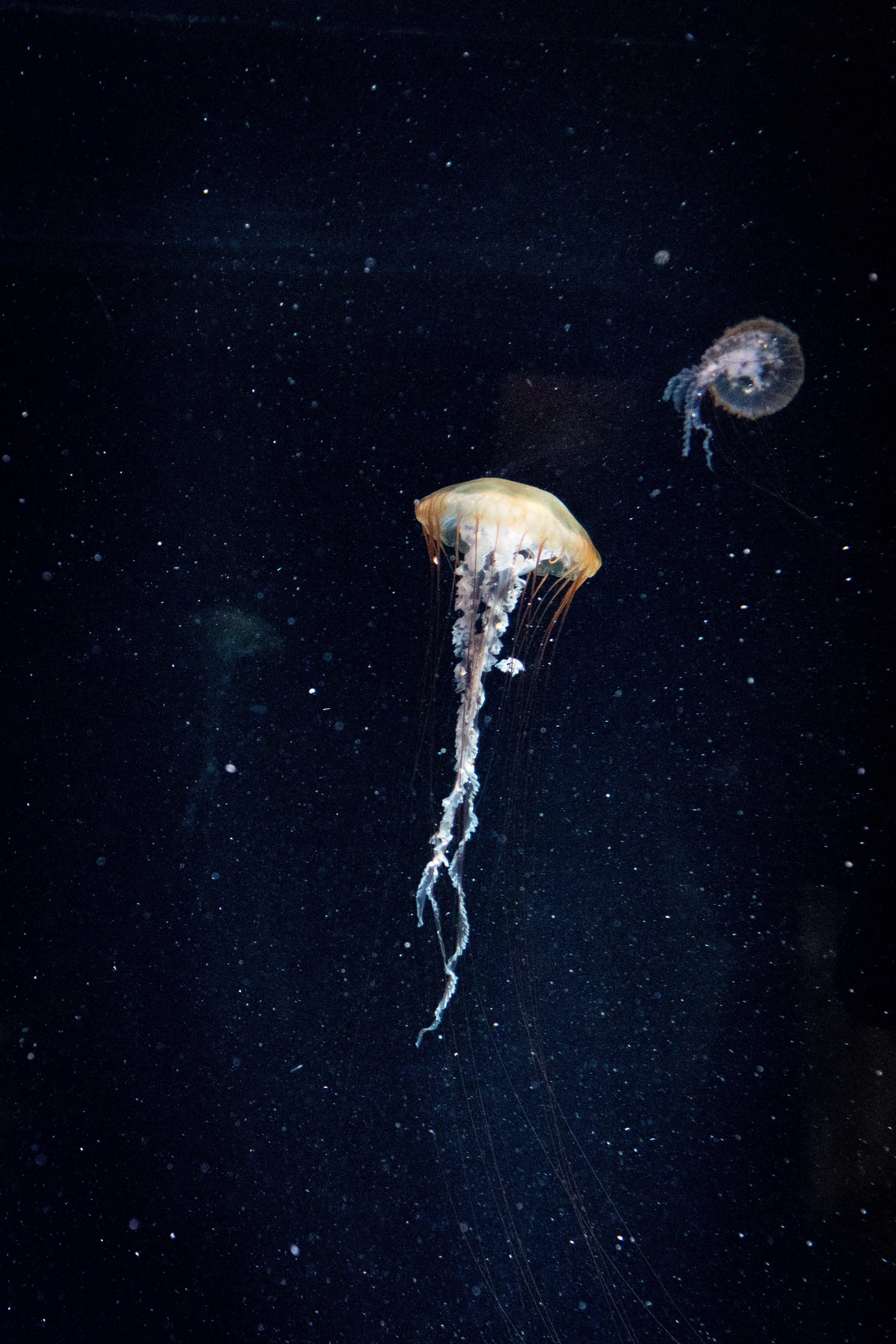 3395x5093 Wallpaper White Jellyfish in Blue Water, Background Free Image