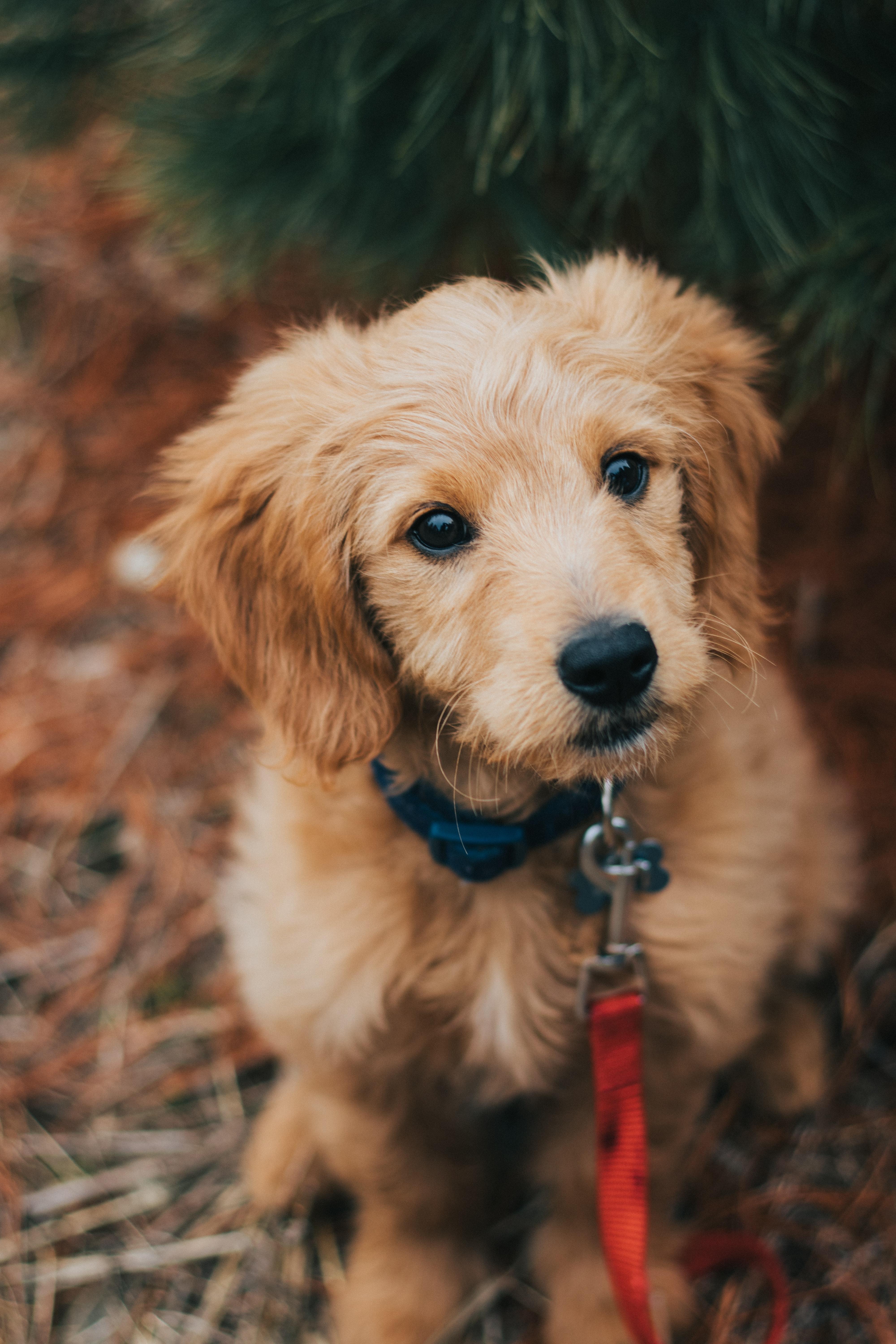 4000x6000 Golden Retriever Photo, Download