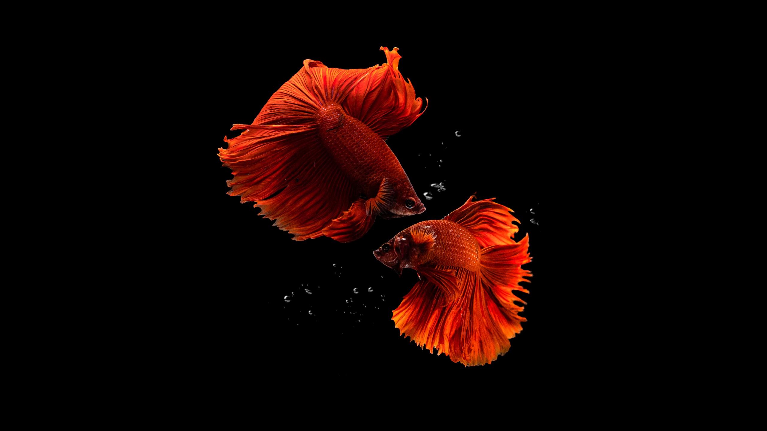 2560x1440 Fishes Wallpaper 4K, Aquarium, Photography